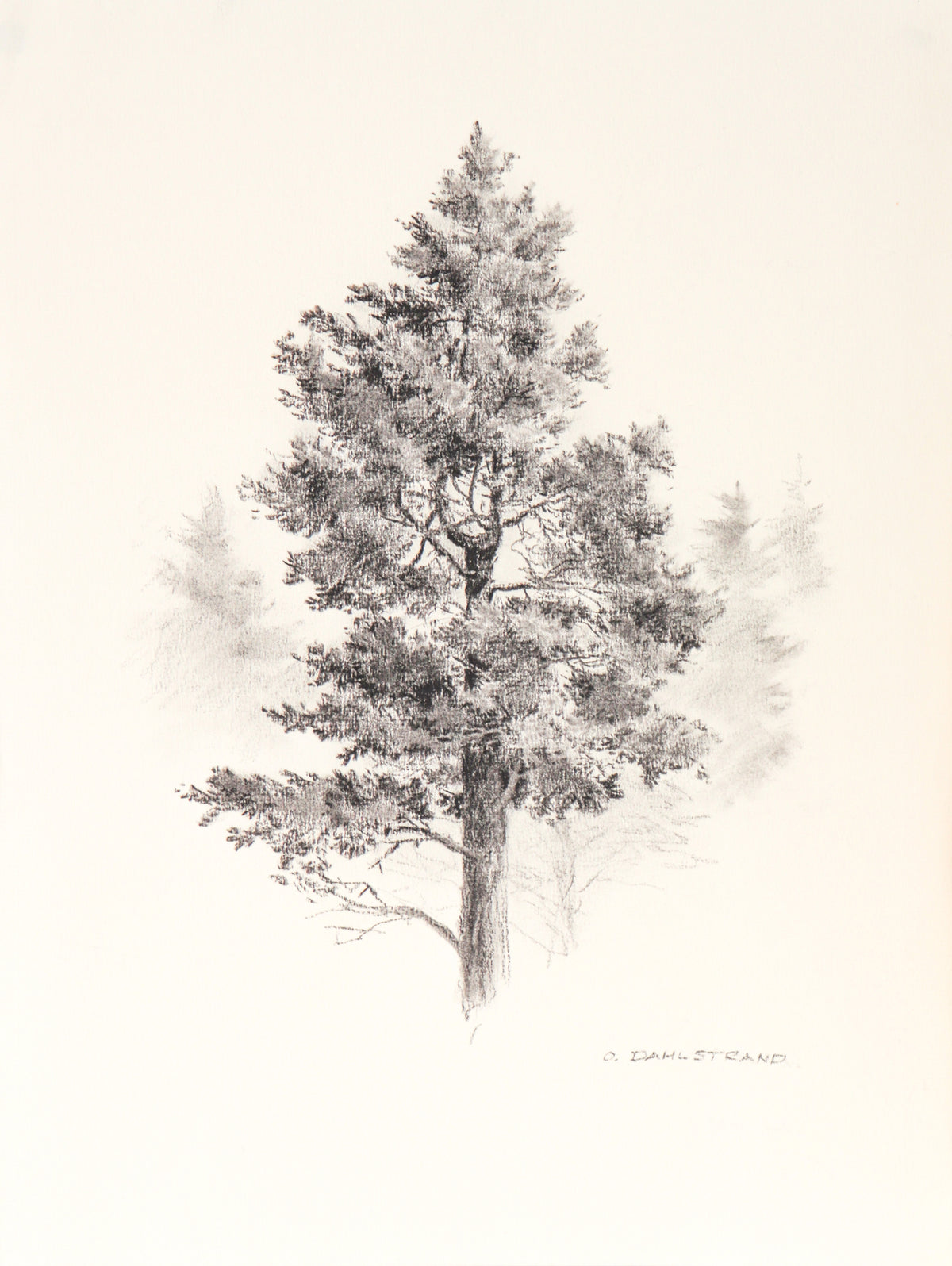 Aspen Tree Sketch &lt;br&gt;1987 Graphite&lt;br&gt;&lt;br&gt; #C3183