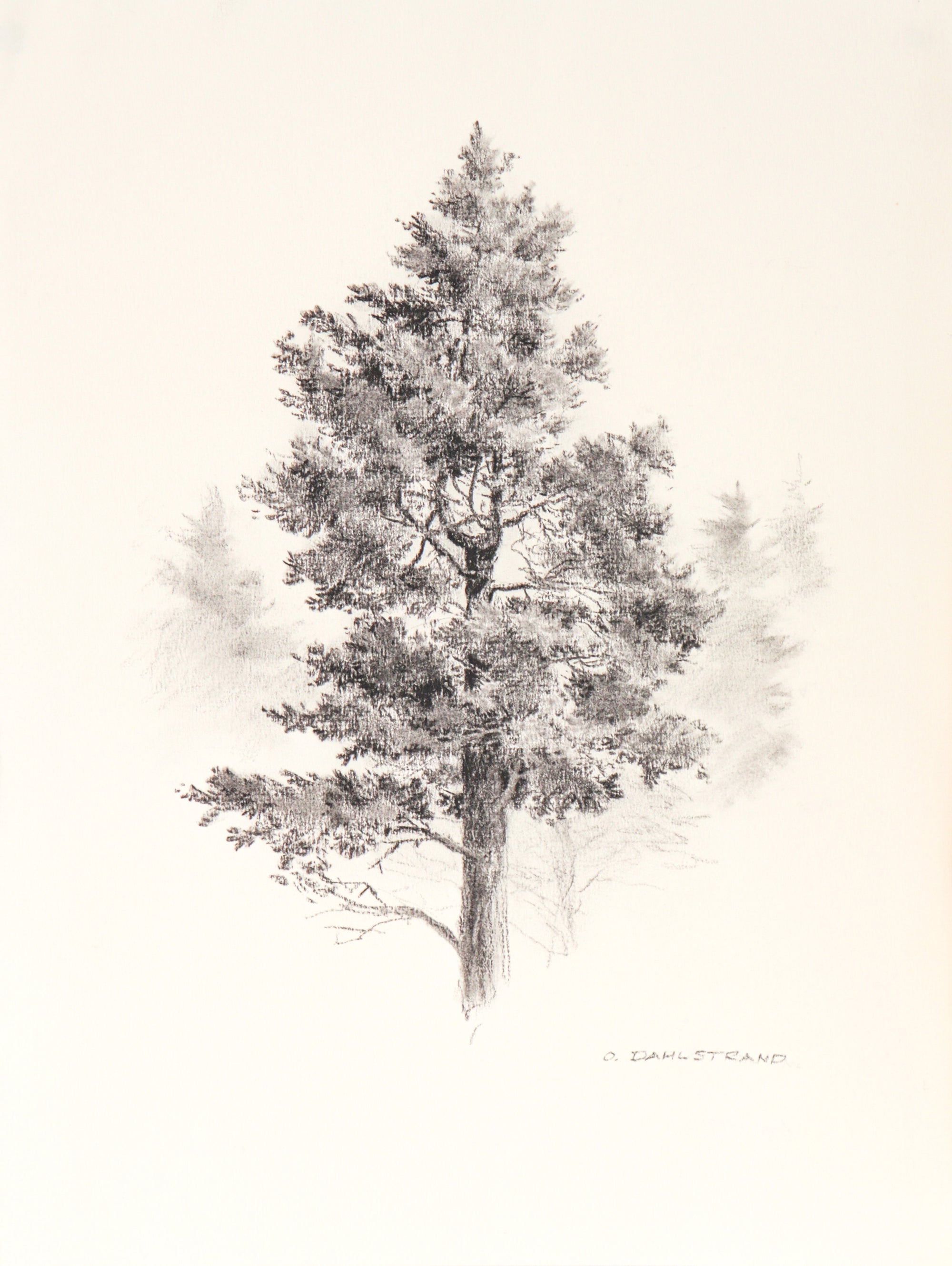 Aspen Tree Sketch <br>1987 Graphite<br><br> #C3183