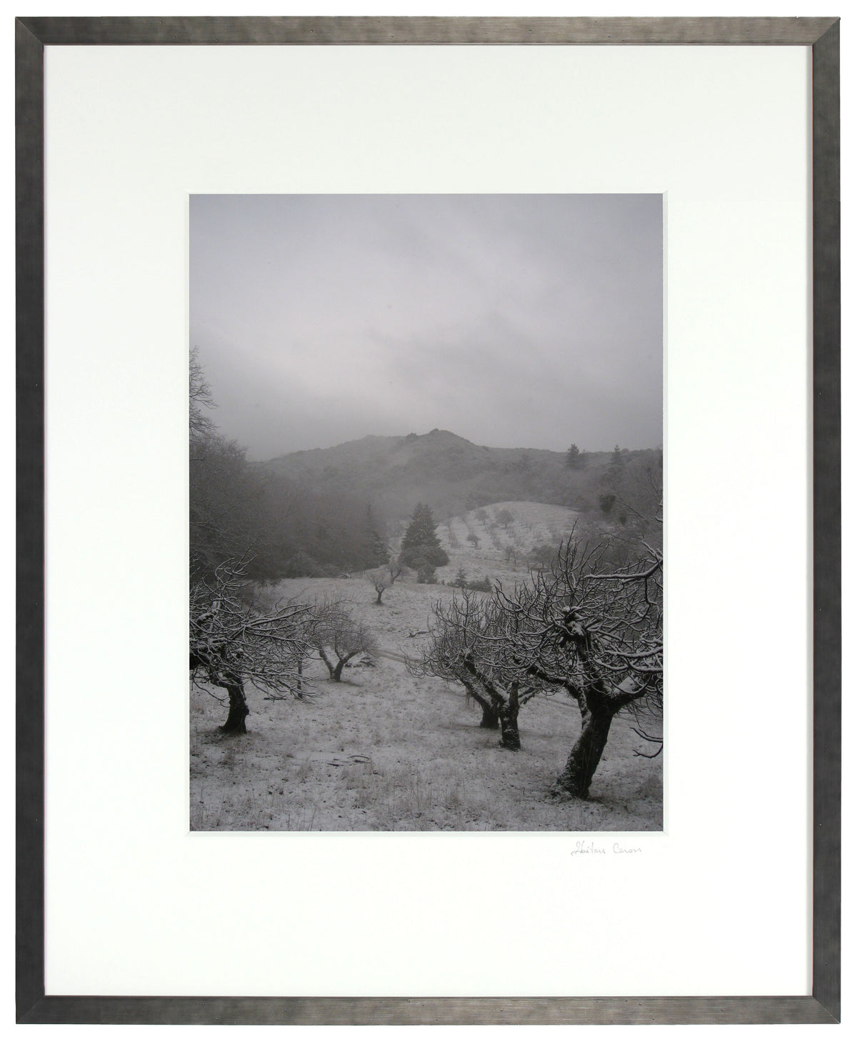 <I>Orchard in Snow</I><br>Mendocino, California, 2010<br><br>GC0016