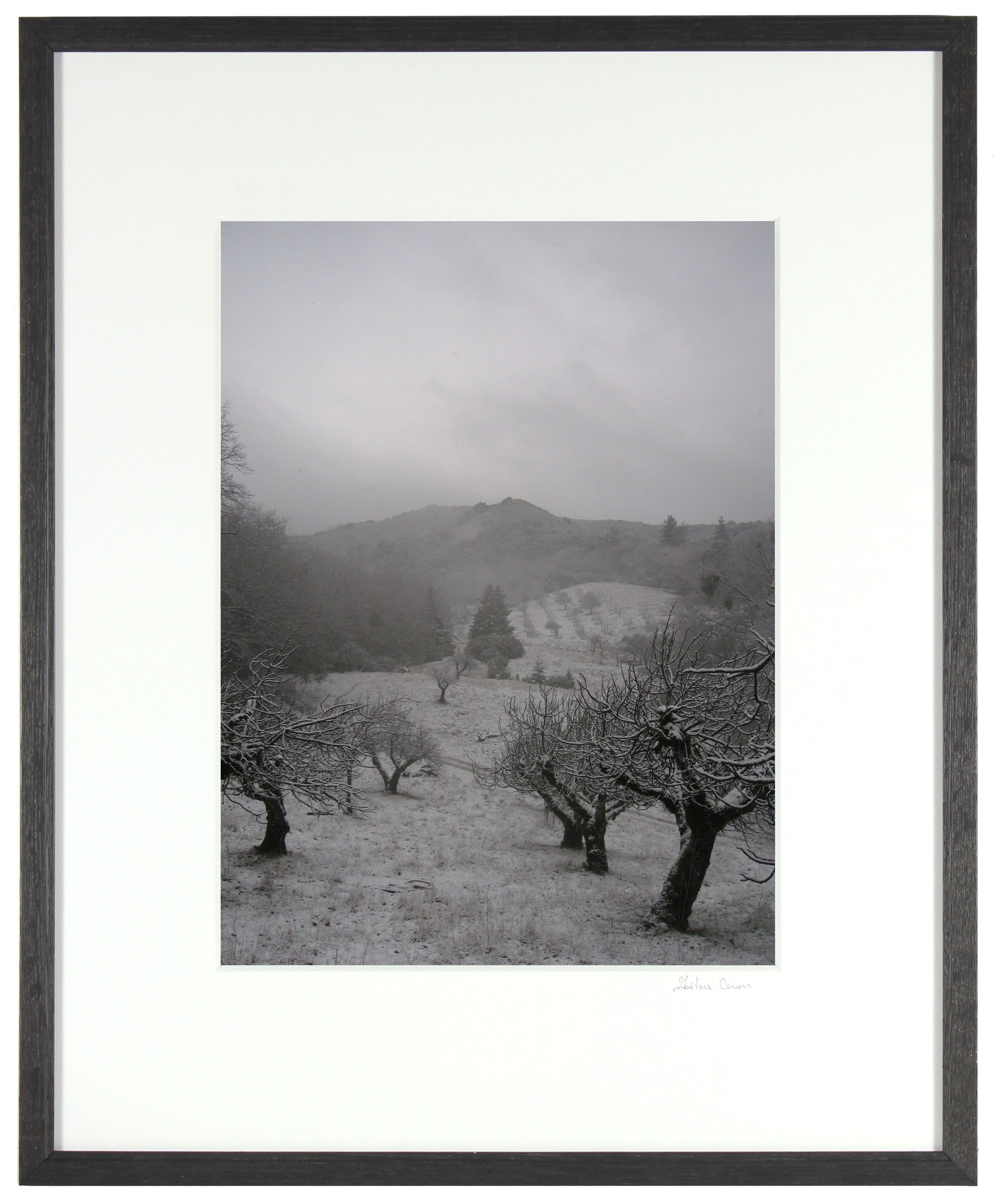 <I>Orchard in Snow</I><br>Mendocino, California, 2010<br><br>GC0016