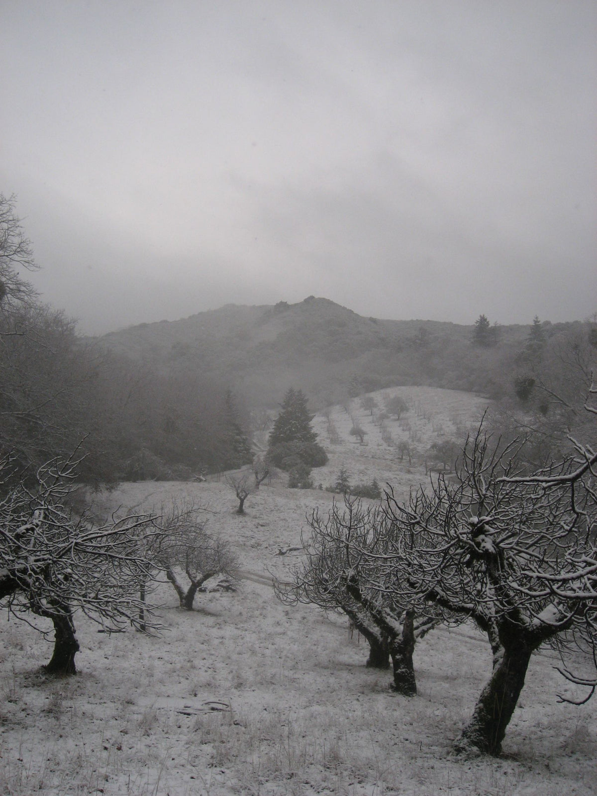 &lt;I&gt;Orchard in Snow&lt;/I&gt;&lt;br&gt;Mendocino, California, 2010&lt;br&gt;&lt;br&gt;GC0016