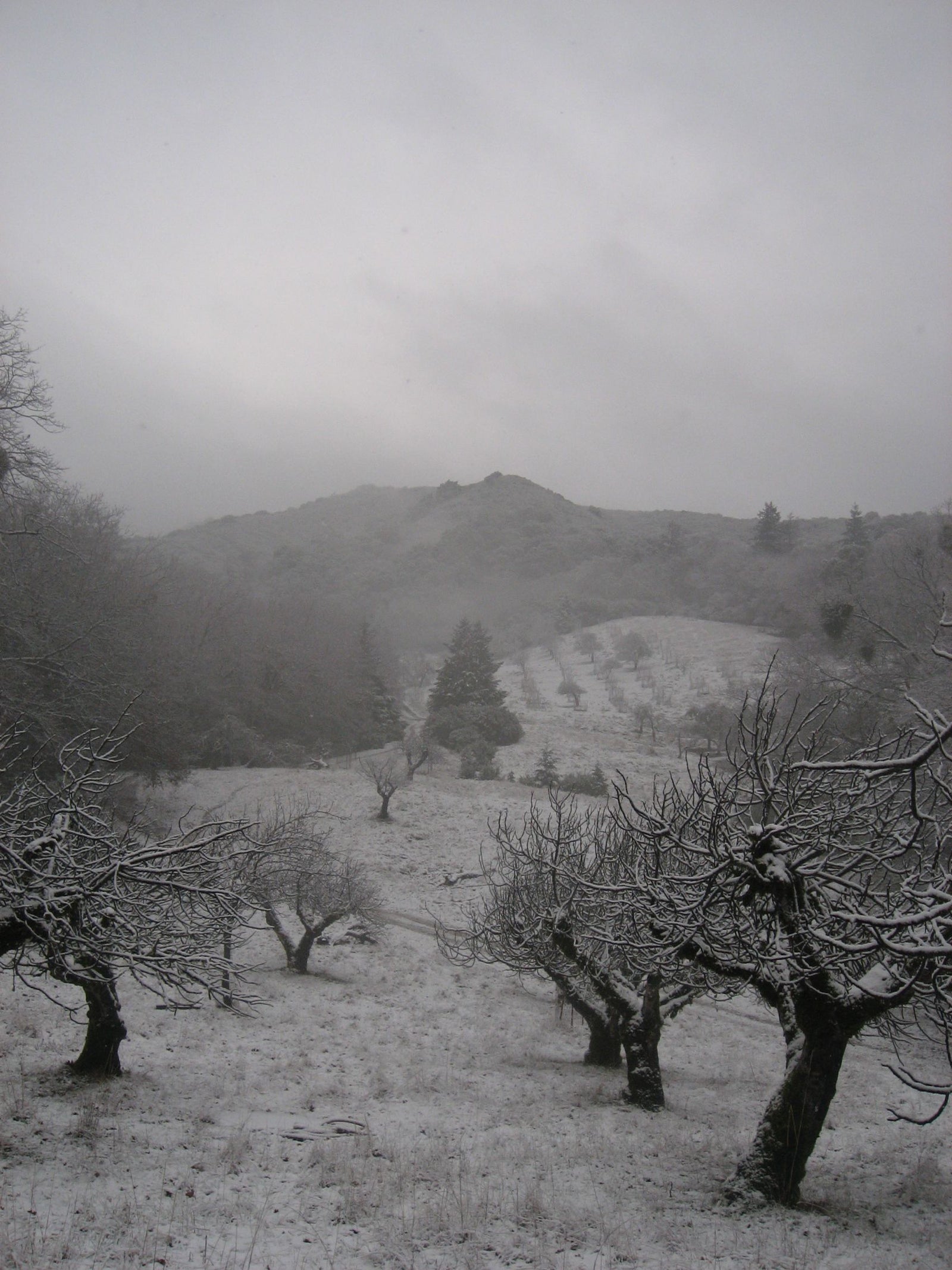 <I>Orchard in Snow</I><br>Mendocino, California, 2010<br><br>GC0016