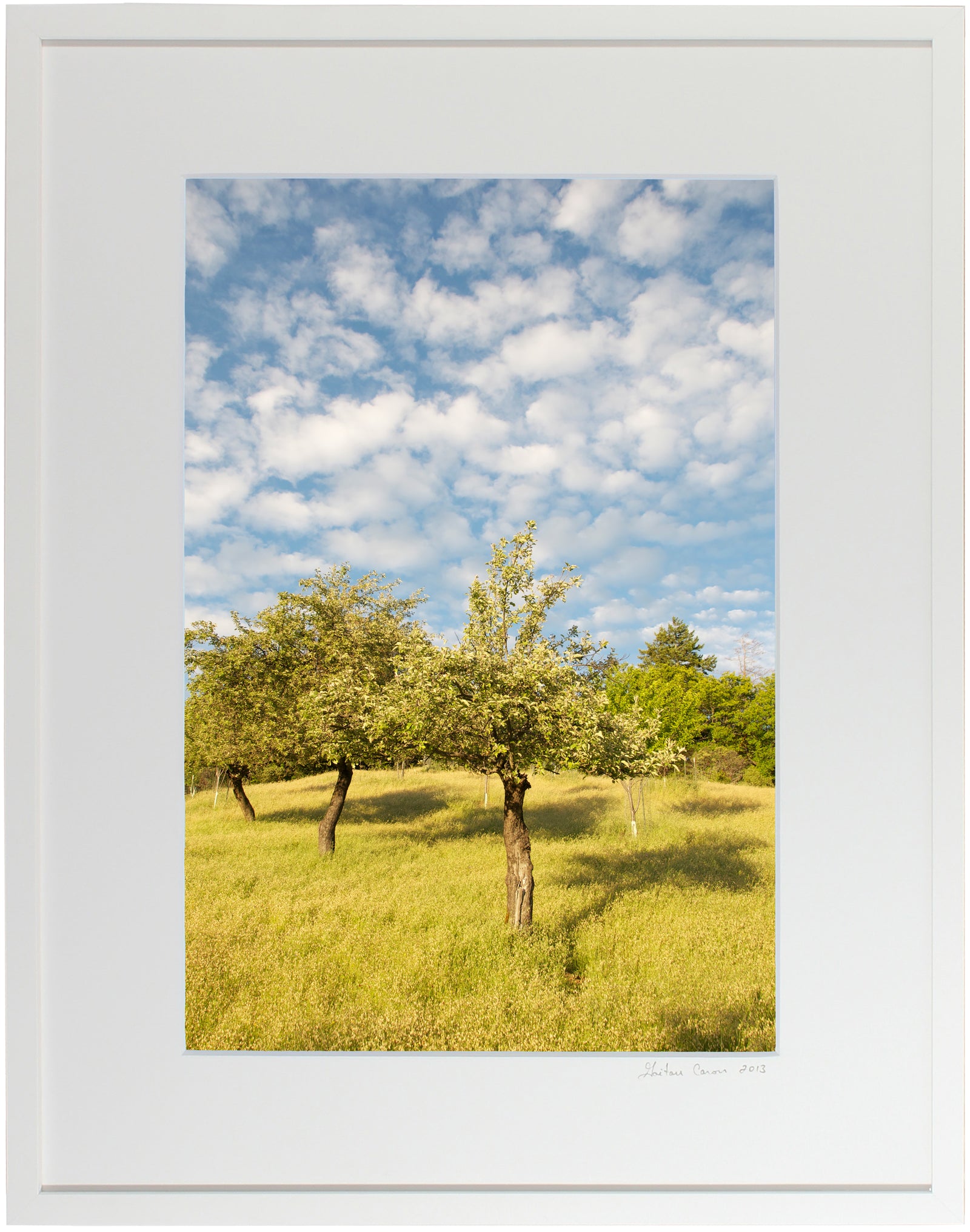 <I>The Three Sisters (Apple Tree)</I><br>Mendocino, California, 2011<br><br>GC0044
