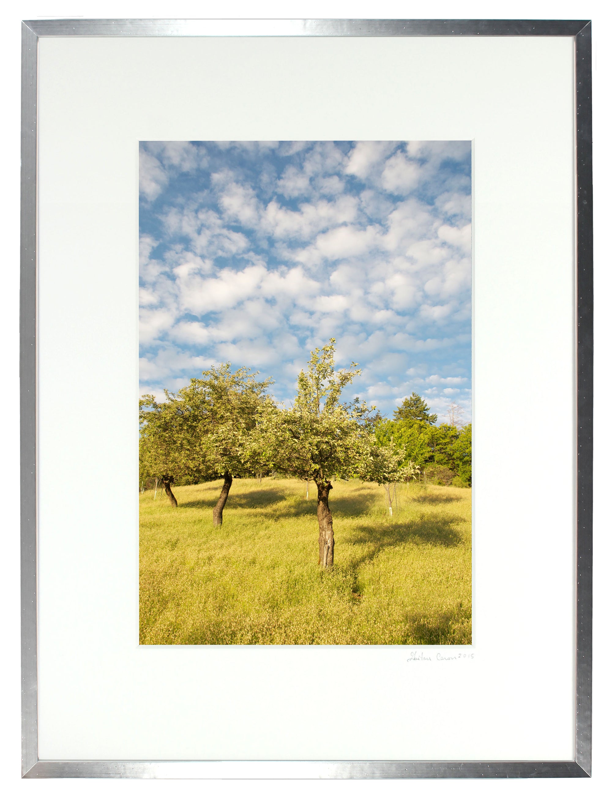 <I>The Three Sisters (Apple Tree)</I><br>Mendocino, California, 2011<br><br>GC0044