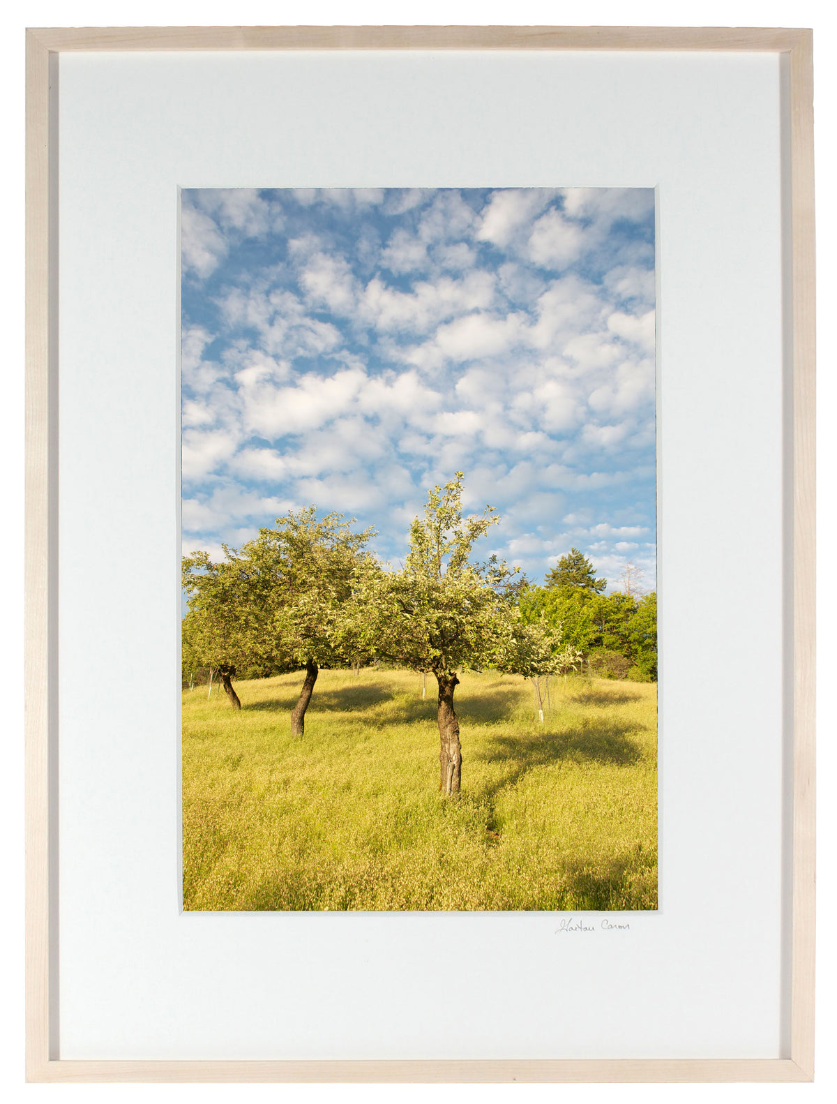 <I>The Three Sisters (Apple Tree)</I><br>Mendocino, California, 2011<br><br>GC0044