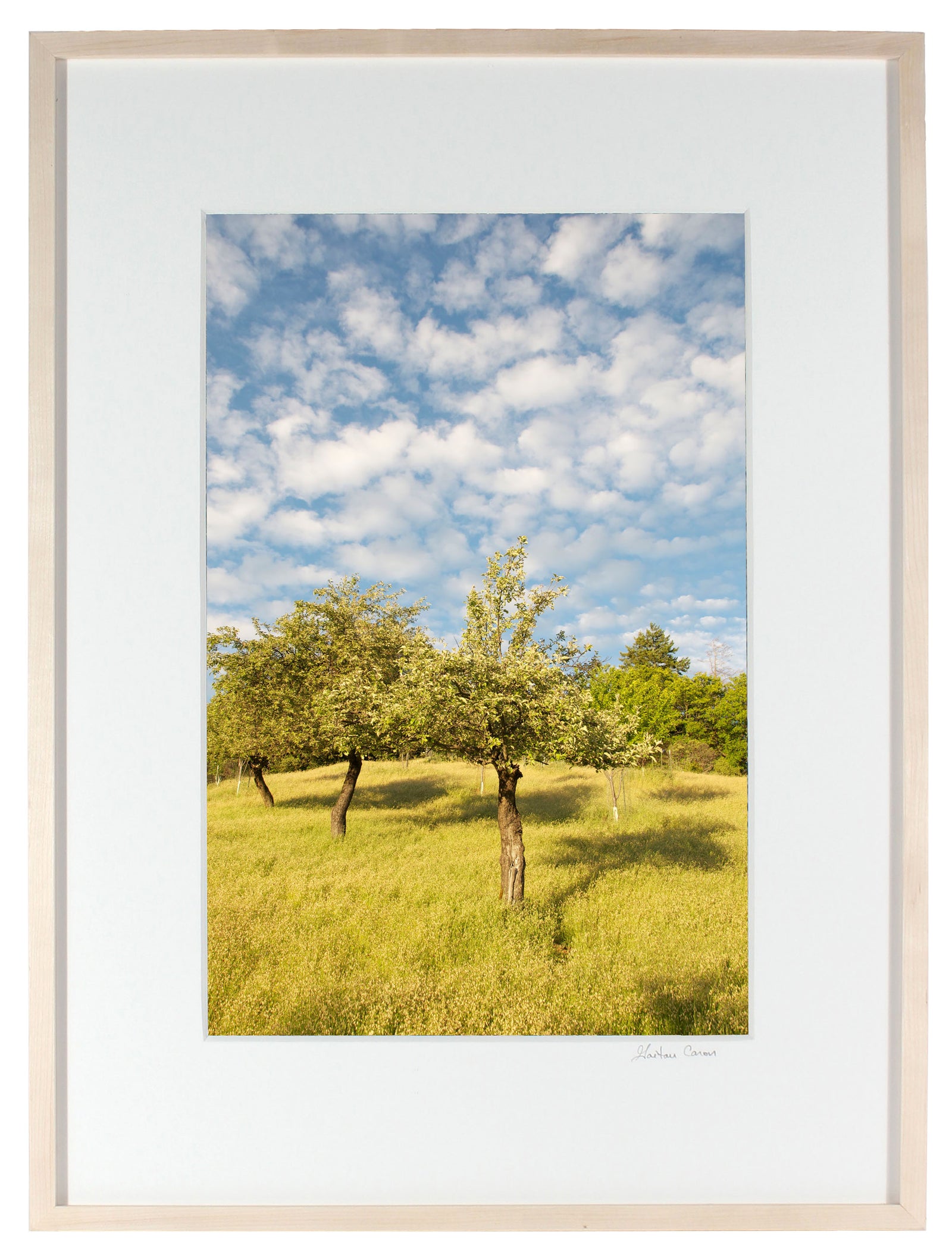 <I>The Three Sisters (Apple Tree)</I><br>Mendocino, California, 2011<br><br>GC0044
