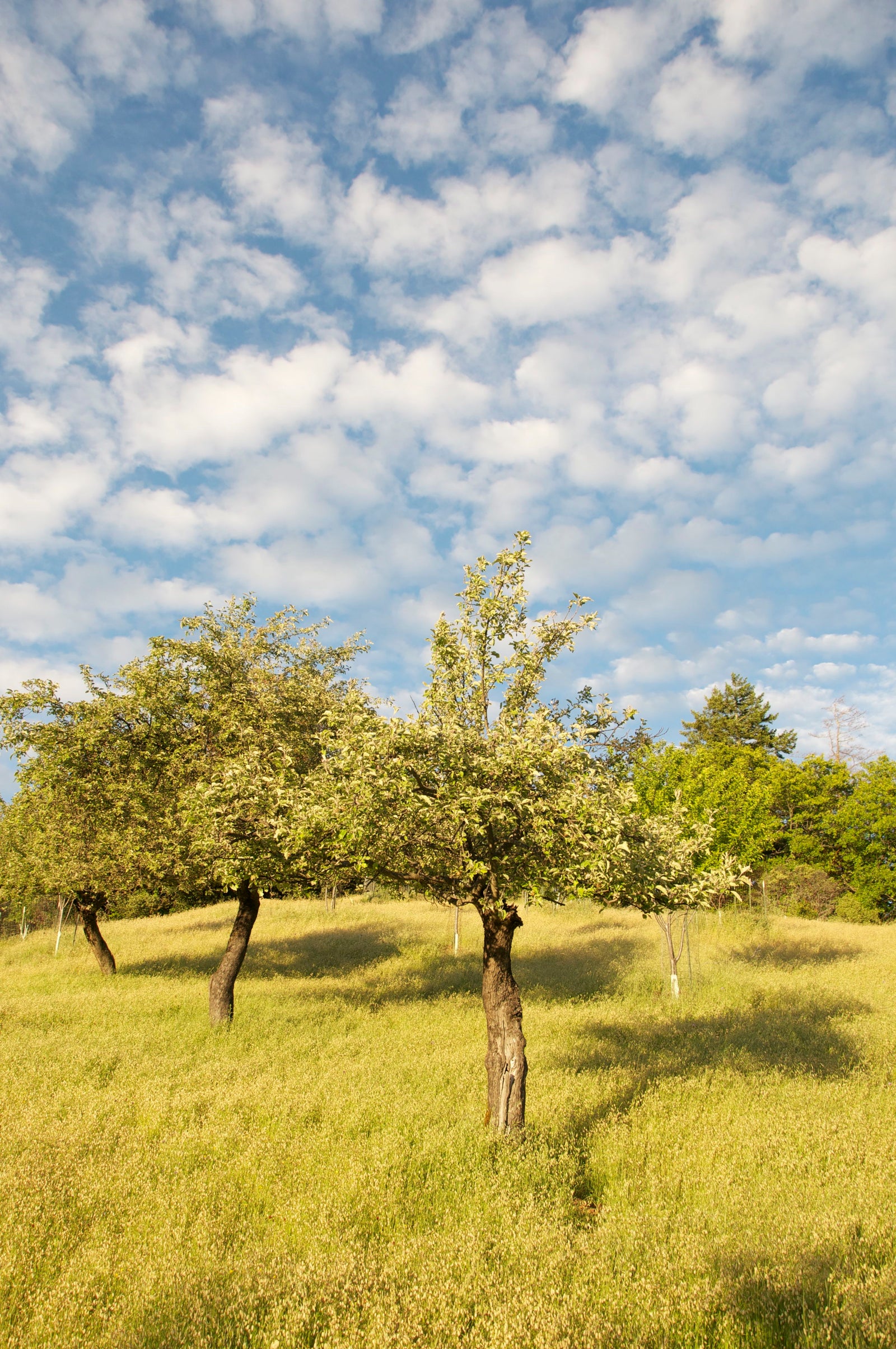 <I>The Three Sisters (Apple Tree)</I><br>Mendocino, California, 2011<br><br>GC0044