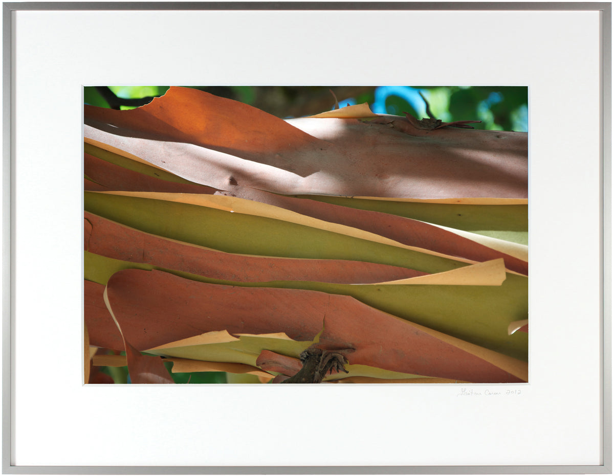 <I>Madrone Bark</I><br>Mendocino, California, 2011<br><br>GC0083