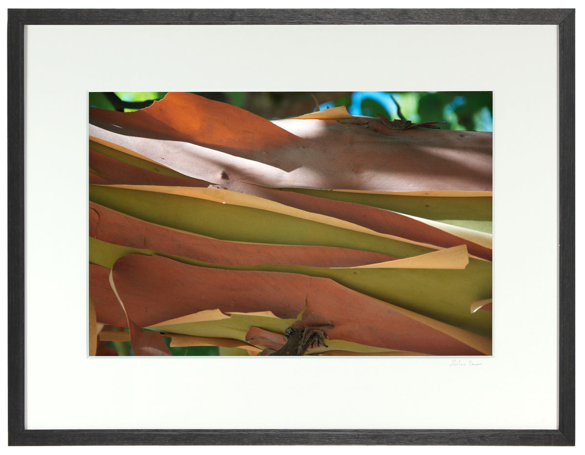 <I>Madrone Bark</I><br>Mendocino, California, 2011<br><br>GC0083