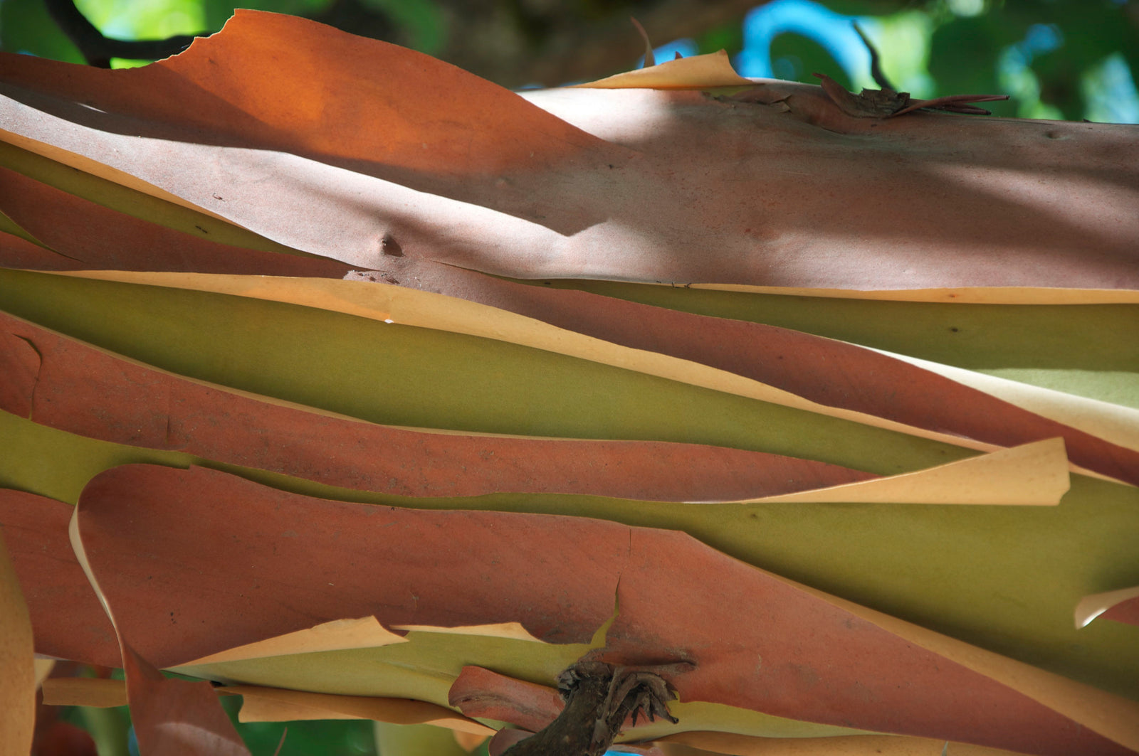 <I>Madrone Bark</I><br>Mendocino, California, 2011<br><br>GC0083