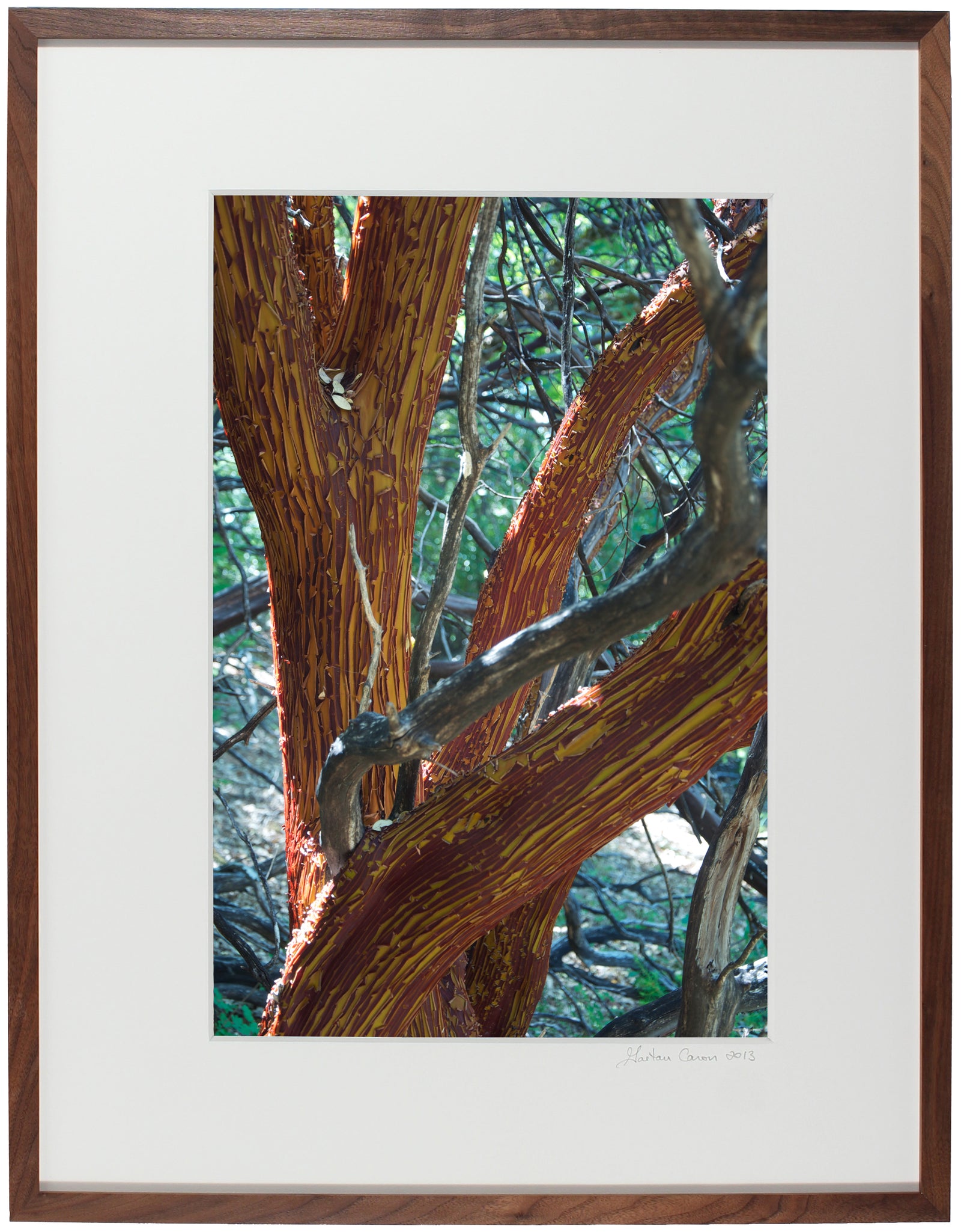 <I>Manzanita Tree Shedding Bark in Summer</I><br>Mendocino, California, 2011<br><br>GC0125