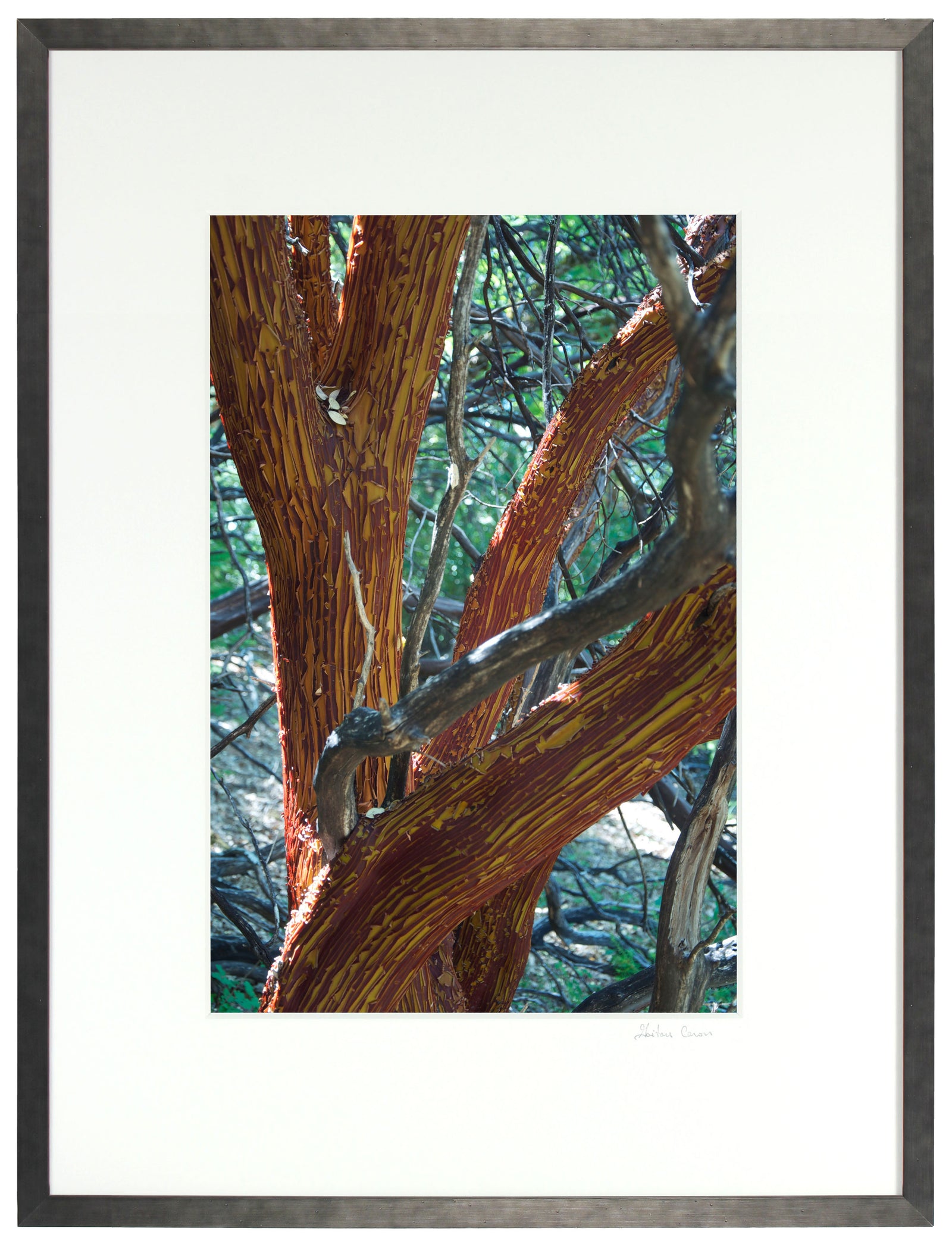 <I>Manzanita Tree Shedding Bark in Summer</I><br>Mendocino, California, 2011<br><br>GC0125
