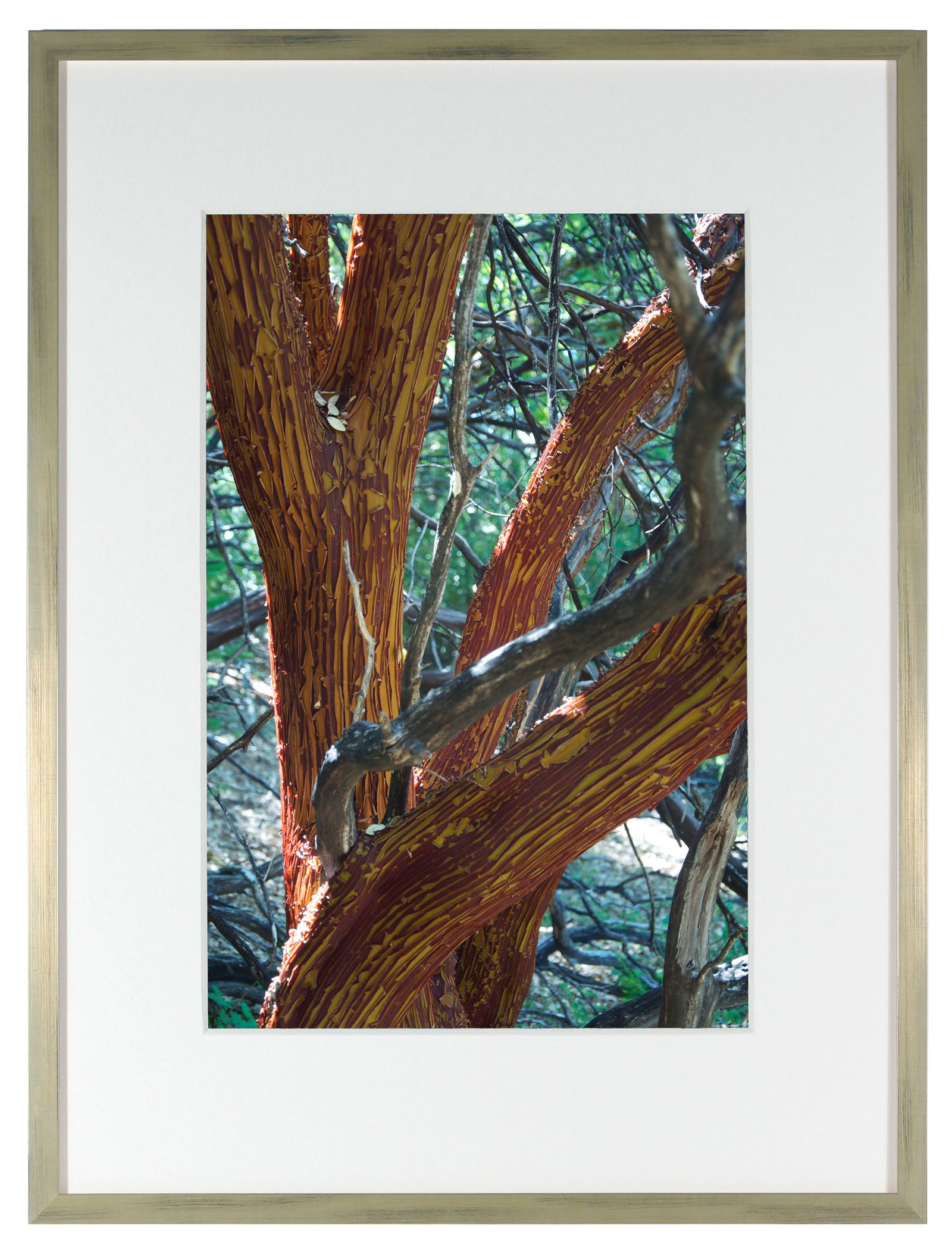 <I>Manzanita Tree Shedding Bark in Summer</I><br>Mendocino, California, 2011<br><br>GC0125