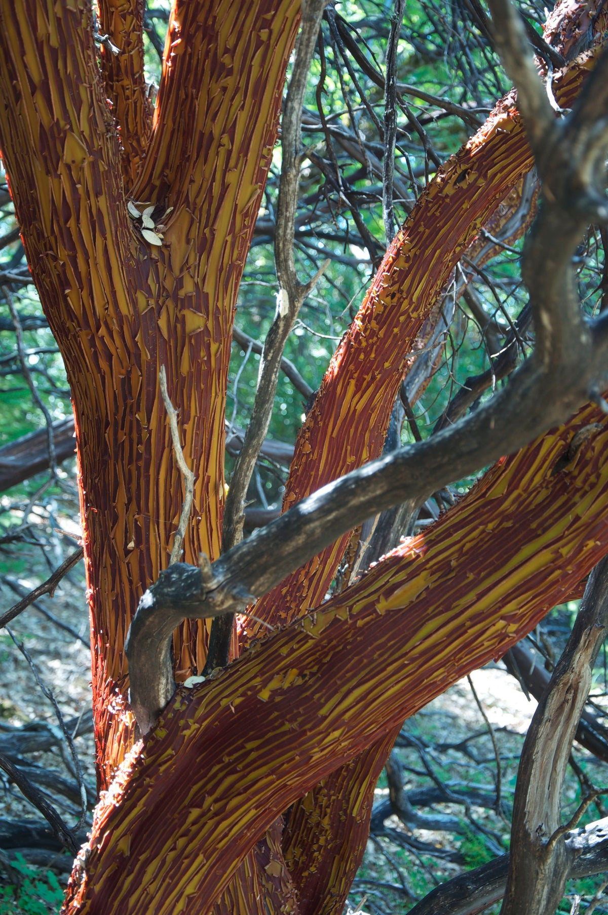 &lt;I&gt;Manzanita Tree Shedding Bark in Summer&lt;/I&gt;&lt;br&gt;Mendocino, California, 2011&lt;br&gt;&lt;br&gt;GC0125