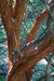<I>Manzanita Tree Shedding Bark in Summer</I><br>Mendocino, California, 2011<br><br>GC0125