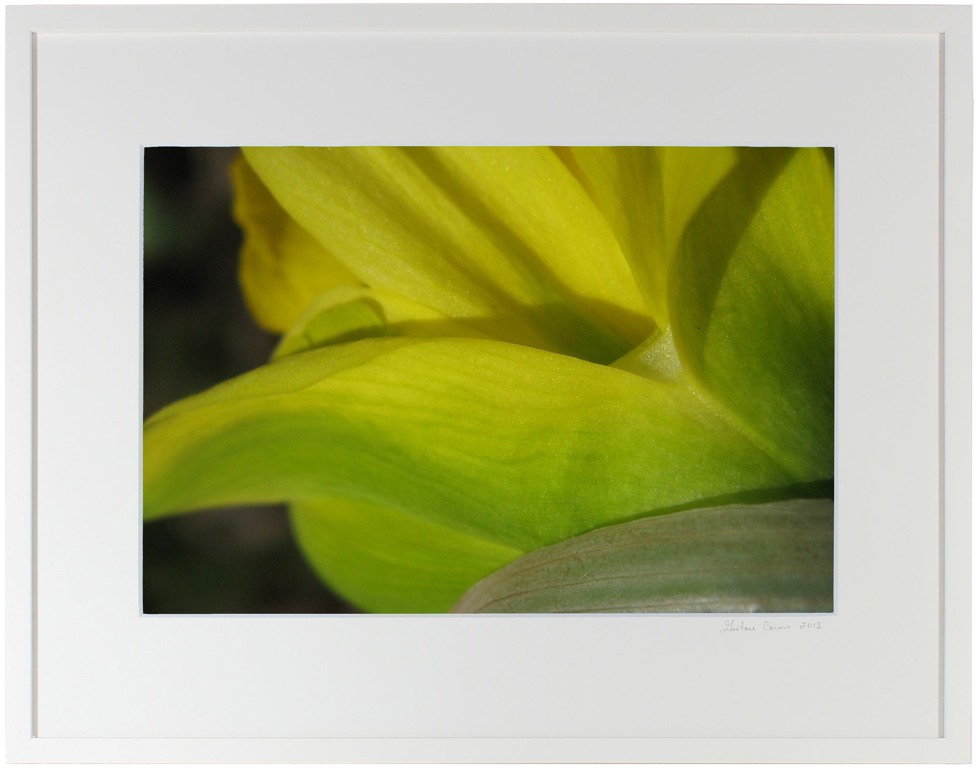<I>Van Sion Daffodil</I><br>Mendocino, California, 2011<br><br>GC0129