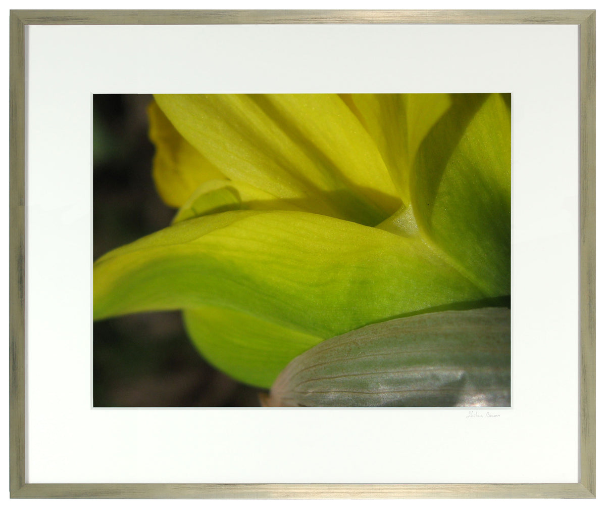 <I>Van Sion Daffodil</I><br>Mendocino, California, 2011<br><br>GC0129