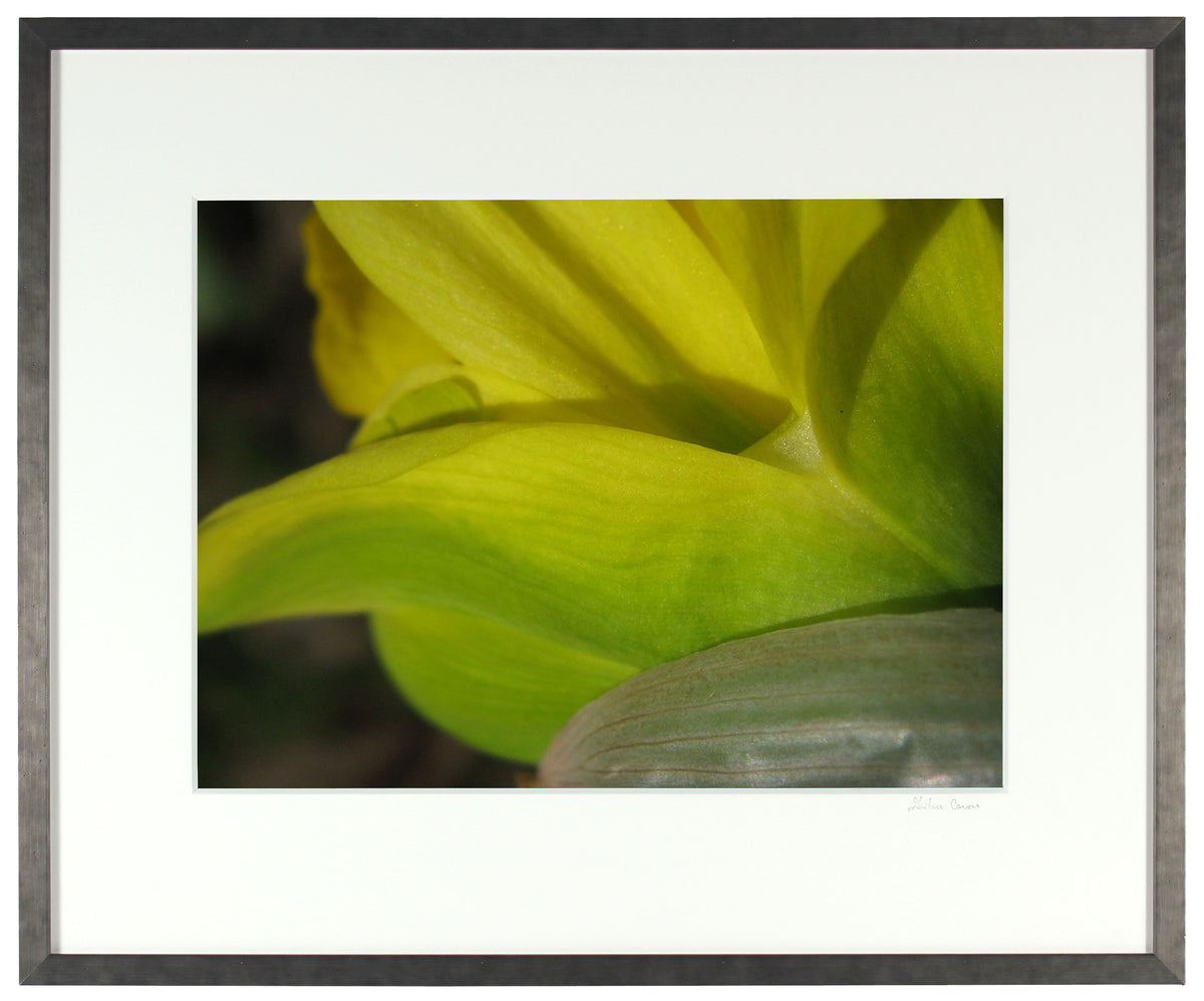 <I>Van Sion Daffodil</I><br>Mendocino, California, 2011<br><br>GC0129