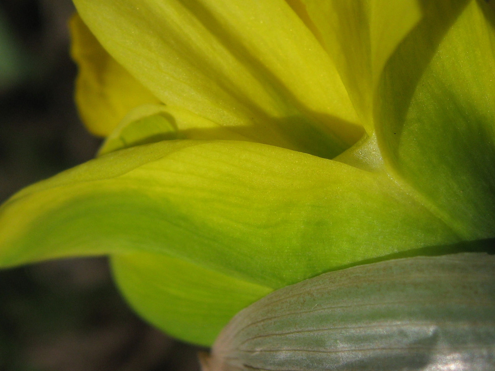 <I>Van Sion Daffodil</I><br>Mendocino, California, 2011<br><br>GC0129