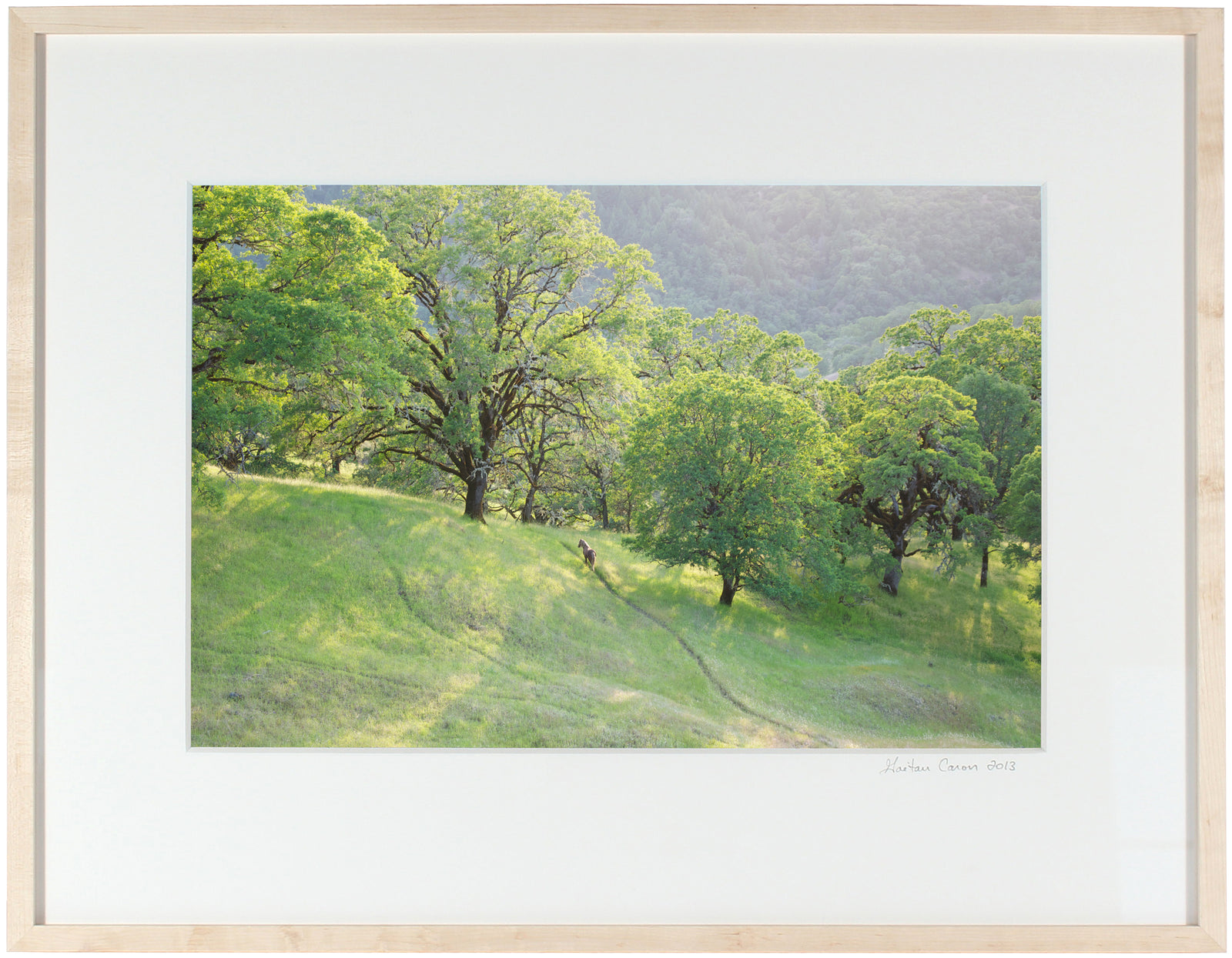<I>Wild Pony on Mixed Oak Forest Ridge</I><br>Mendocino, California, 2011<br><br>GC0156
