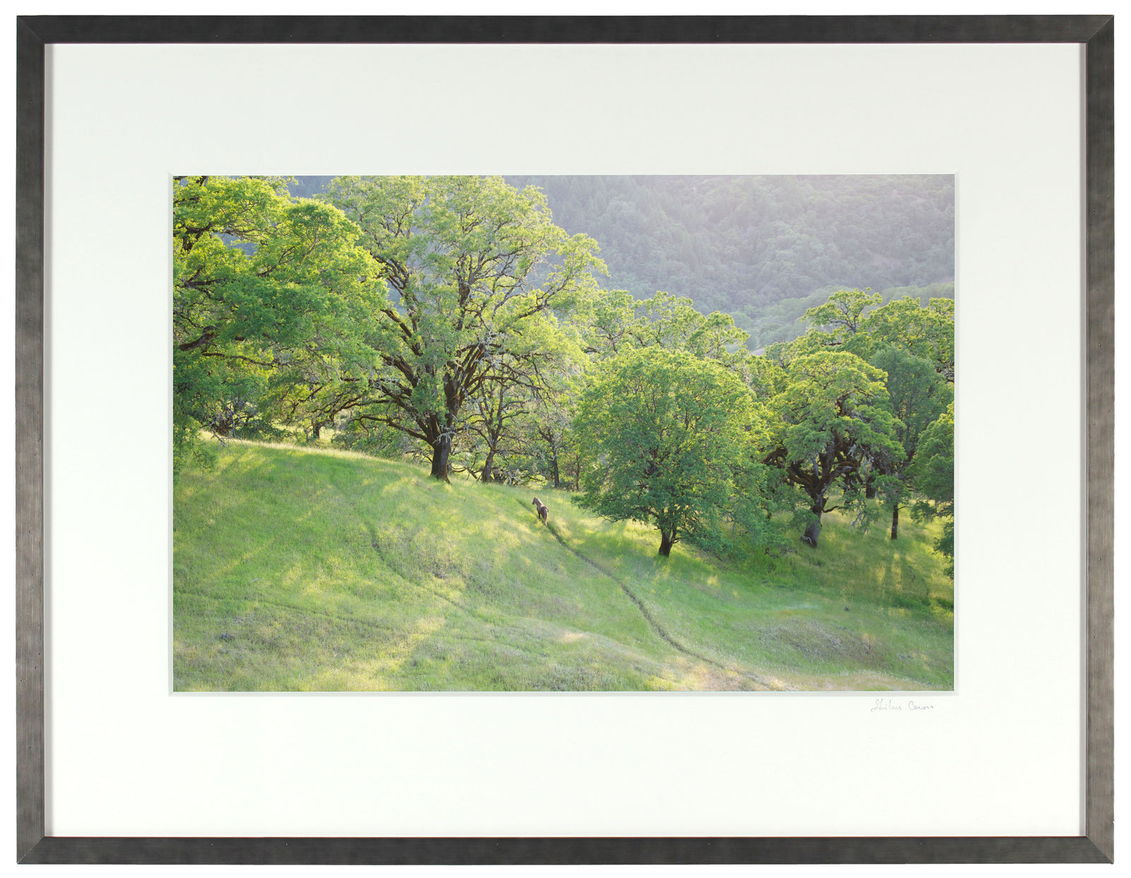 <I>Wild Pony on Mixed Oak Forest Ridge</I><br>Mendocino, California, 2011<br><br>GC0156