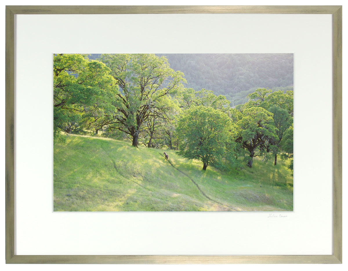 <I>Wild Pony on Mixed Oak Forest Ridge</I><br>Mendocino, California, 2011<br><br>GC0156