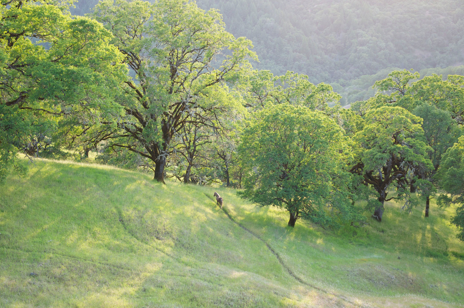 <I>Wild Pony on Mixed Oak Forest Ridge</I><br>Mendocino, California, 2011<br><br>GC0156