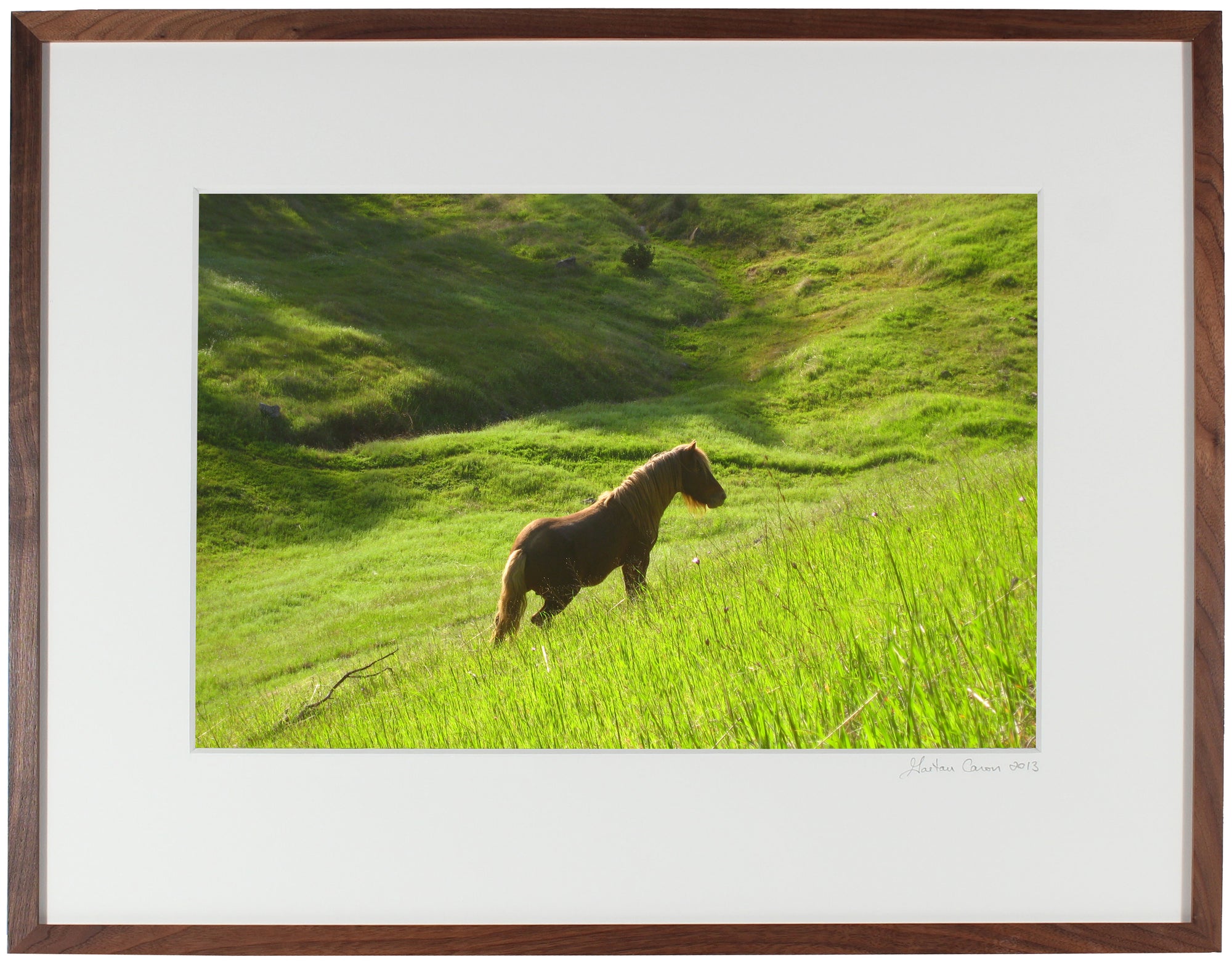 <I>Stallion in Green Meadow</I><br>Mendocino, California, 2010<br><br>GC0215