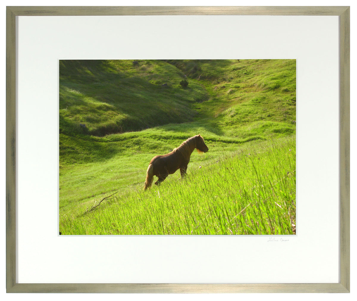 <I>Stallion in Green Meadow</I><br>Mendocino, California, 2010<br><br>GC0215