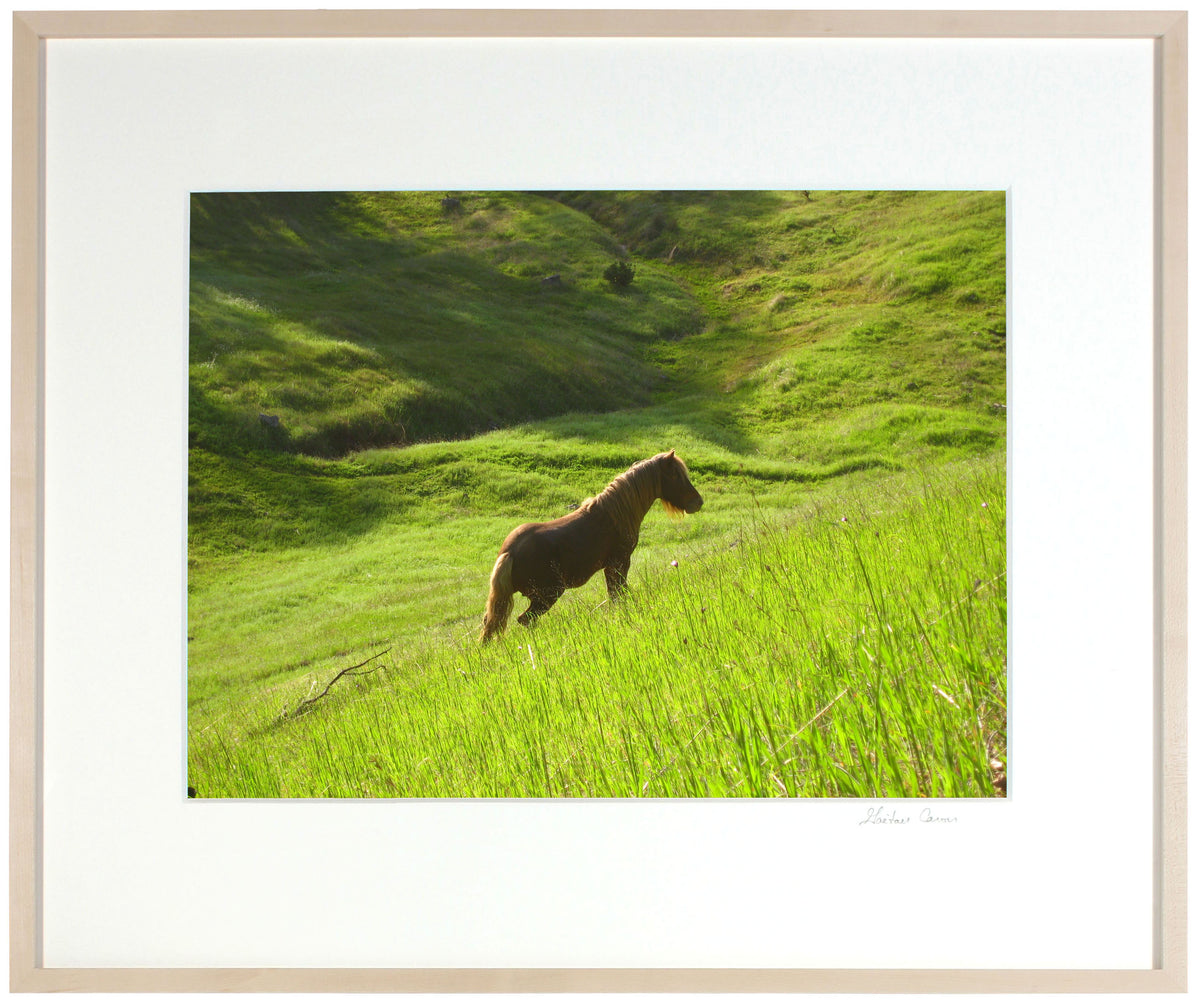 <I>Stallion in Green Meadow</I><br>Mendocino, California, 2010<br><br>GC0215