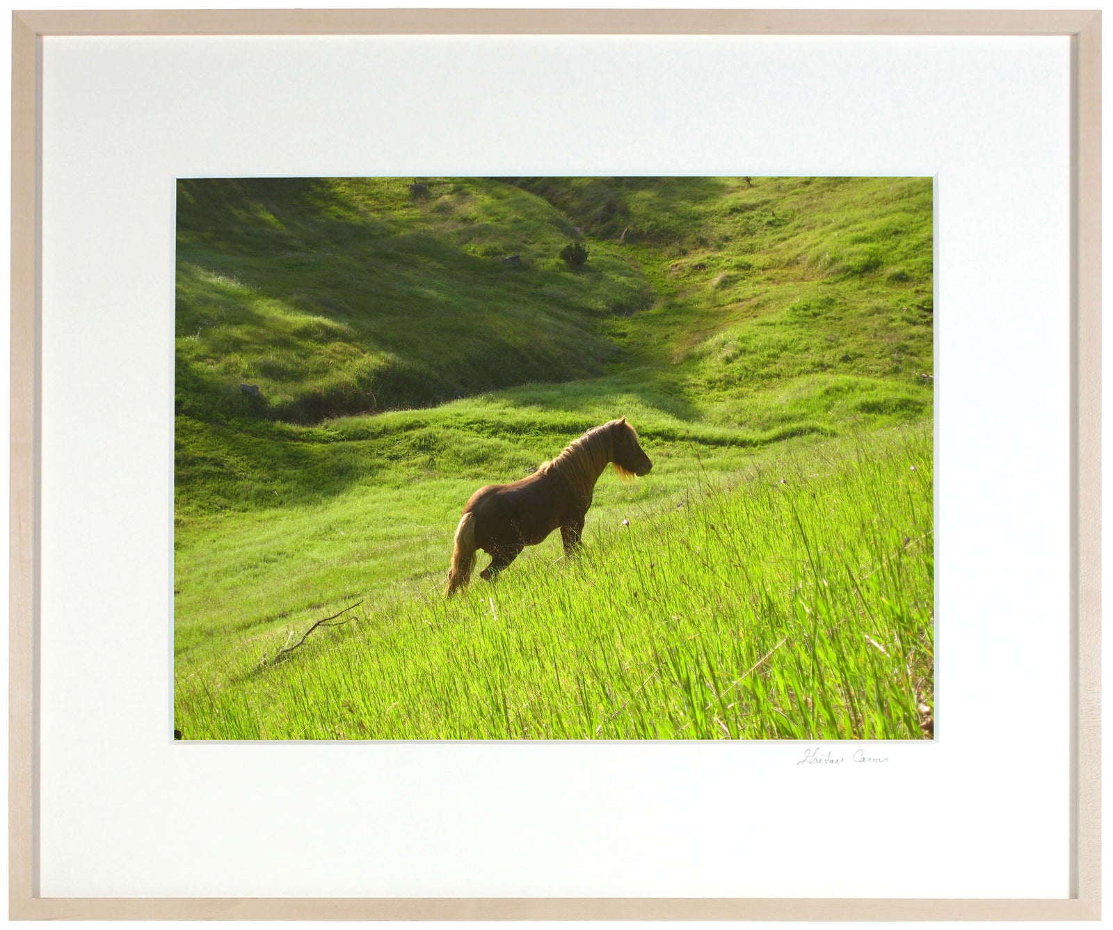 <I>Stallion in Green Meadow</I><br>Mendocino, California, 2010<br><br>GC0215