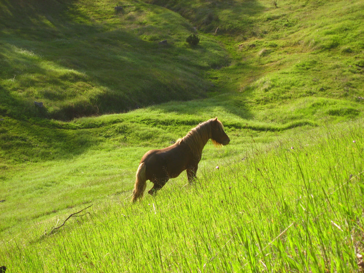 &lt;I&gt;Stallion in Green Meadow&lt;/I&gt;&lt;br&gt;Mendocino, California, 2010&lt;br&gt;&lt;br&gt;GC0215