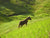 <I>Stallion in Green Meadow</I><br>Mendocino, California, 2010<br><br>GC0215