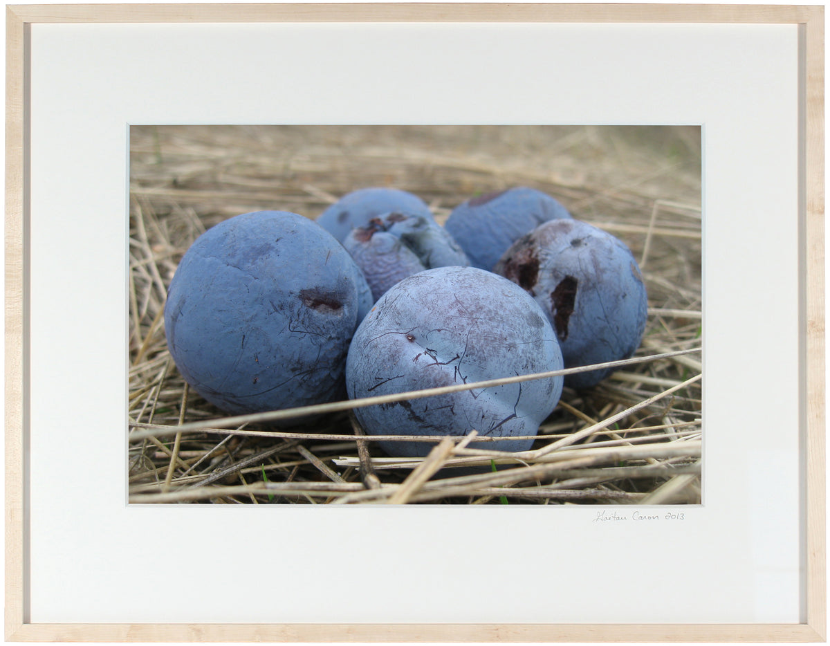 <I>Blue Damson (Plums)</I><br>Mendocino, California, 2010<br><br>GC0228