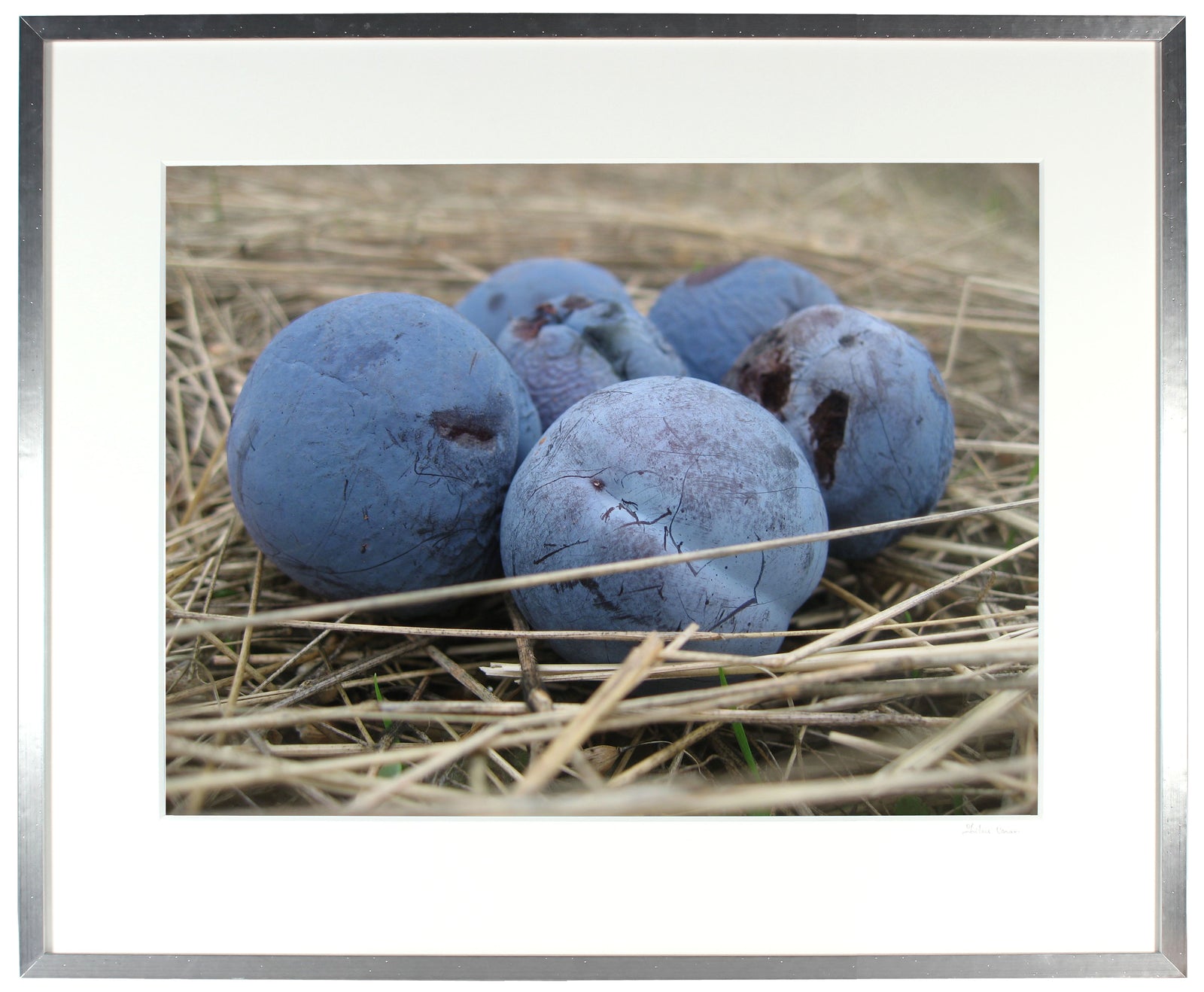 <I>Blue Damson (Plums)</I><br>Mendocino, California, 2010<br><br>GC0228