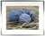 <I>Blue Damson (Plums)</I><br>Mendocino, California, 2010<br><br>GC0228