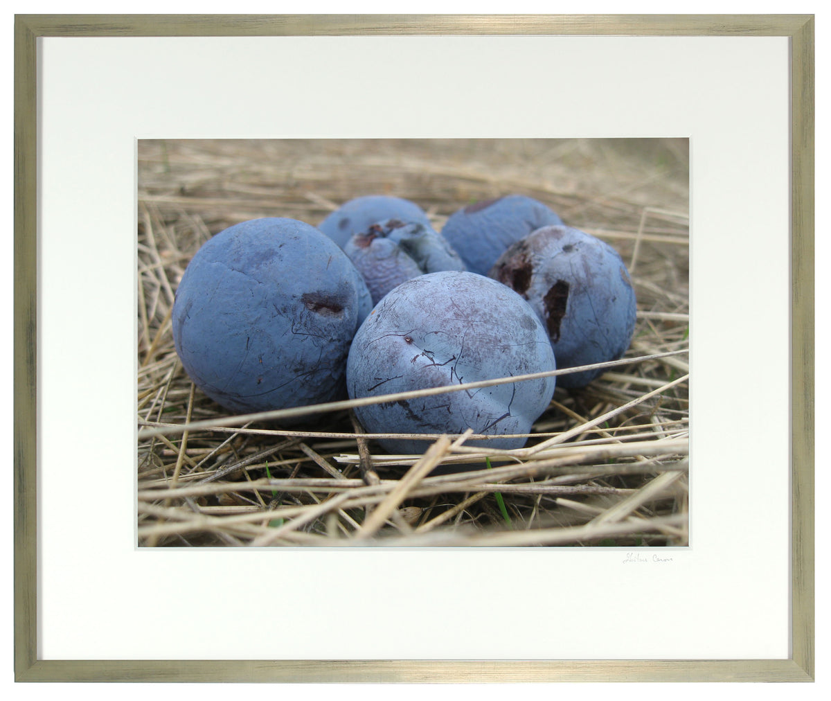 <I>Blue Damson (Plums)</I><br>Mendocino, California, 2010<br><br>GC0228