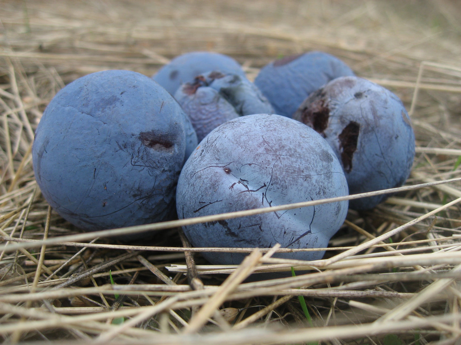 <I>Blue Damson (Plums)</I><br>Mendocino, California, 2010<br><br>GC0228