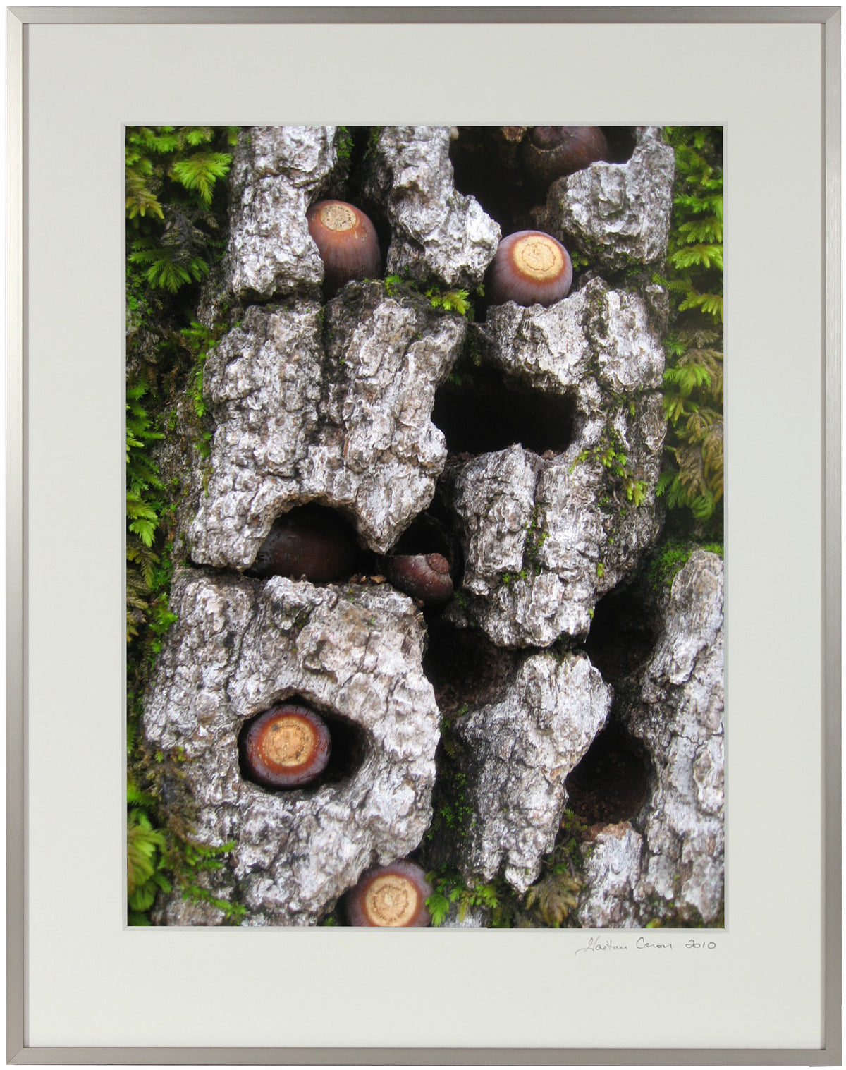 <I>Blue Oak Bark, Moss & Acorns</I><br>Mendocino, California, 2010<br><br>GC0245