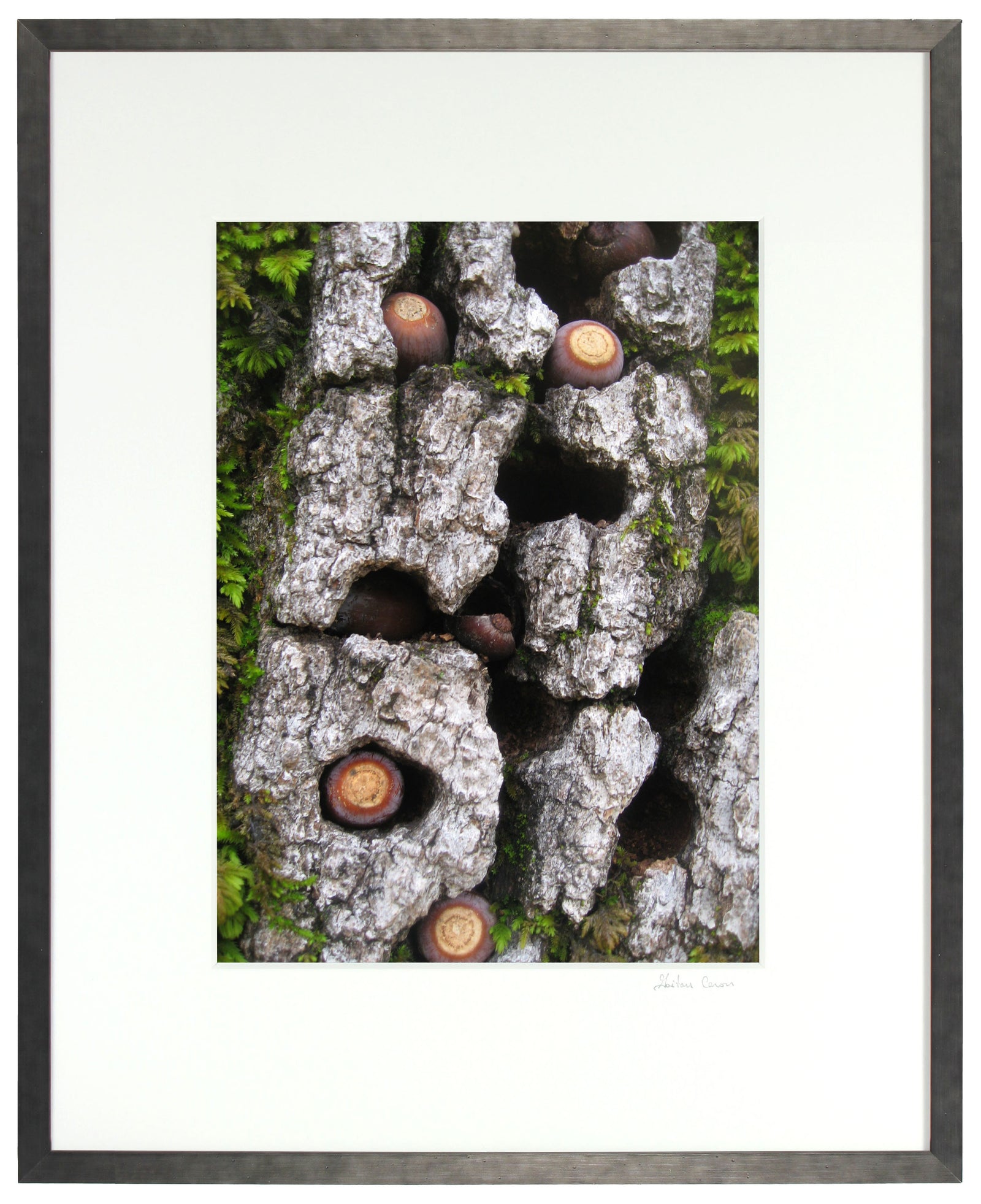 <I>Blue Oak Bark, Moss & Acorns</I><br>Mendocino, California, 2010<br><br>GC0245