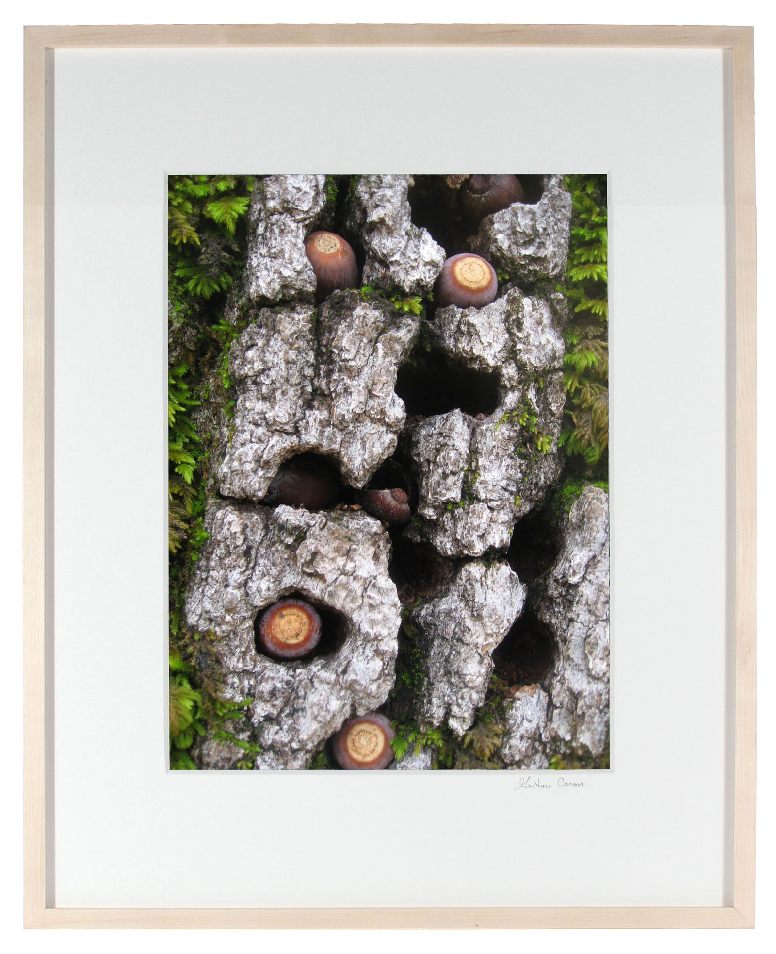 <I>Blue Oak Bark, Moss & Acorns</I><br>Mendocino, California, 2010<br><br>GC0245
