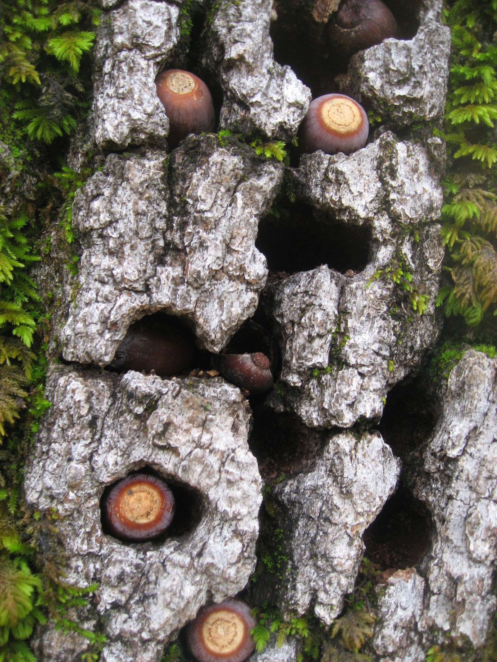 <I>Blue Oak Bark, Moss & Acorns</I><br>Mendocino, California, 2010<br><br>GC0245