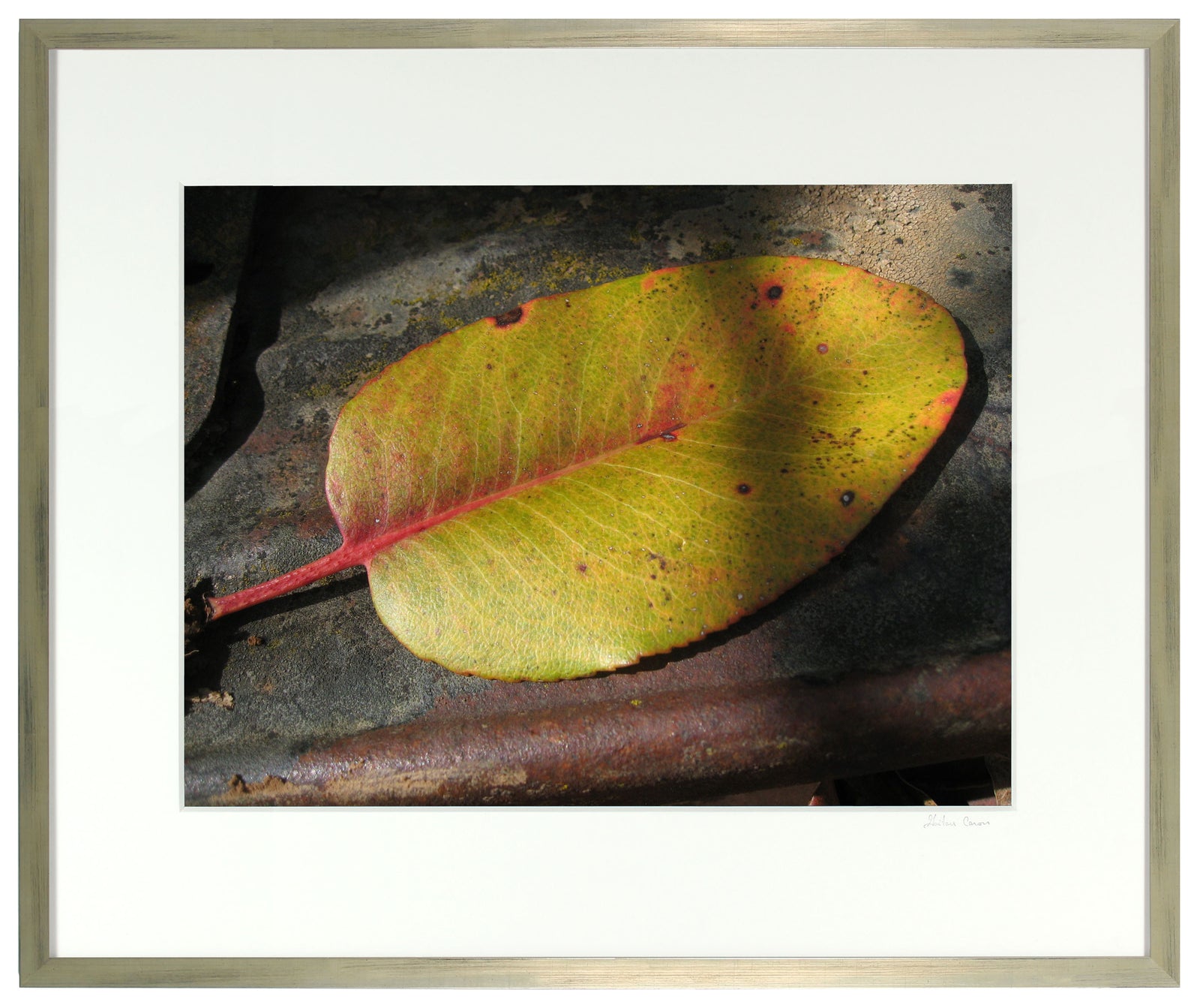 <I>Madrone Leaf on Old Ford Model T</I><br>Mendocino, California, 2011<br><br>GC0247