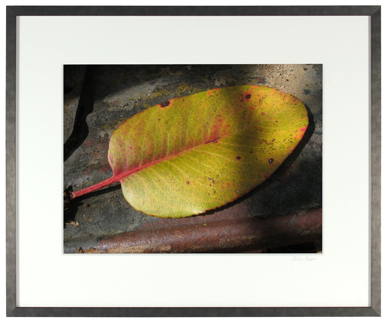 <I>Madrone Leaf on Old Ford Model T</I><br>Mendocino, California, 2011<br><br>GC0247