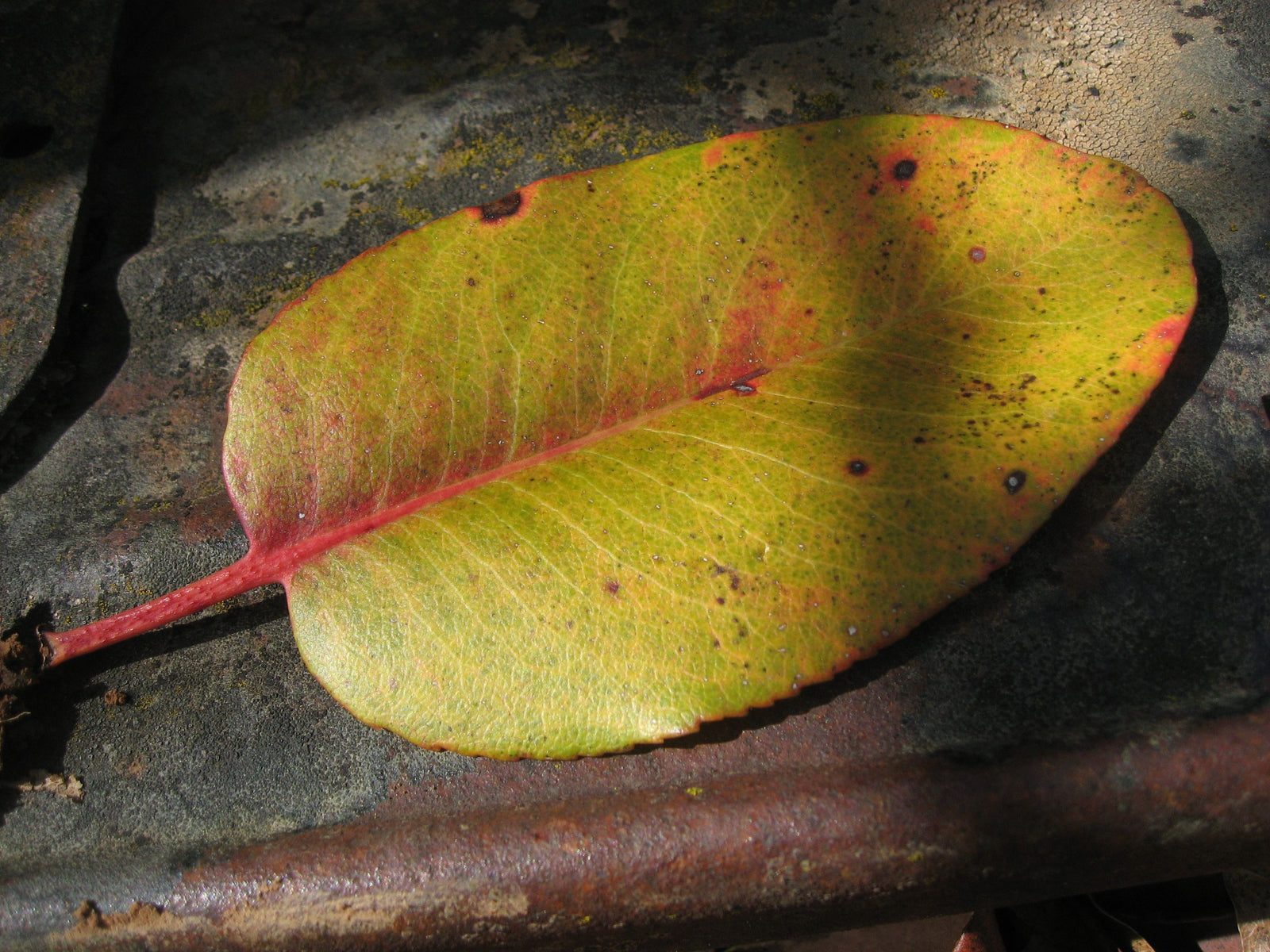 <I>Madrone Leaf on Old Ford Model T</I><br>Mendocino, California, 2011<br><br>GC0247