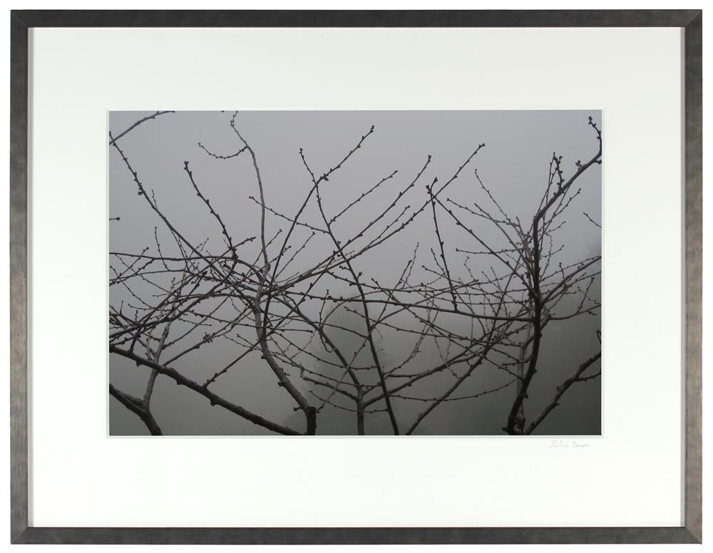 <I>Morello Cherry Tree on a Foggy Morning</I><br>Mendocino, California, 2010<br><br>GC0248