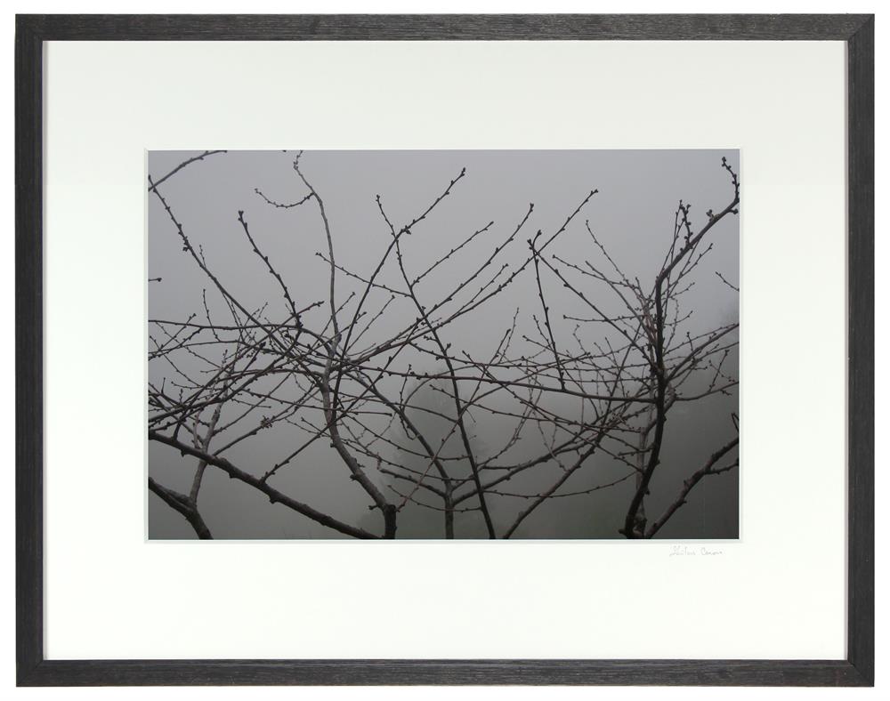 <I>Morello Cherry Tree on a Foggy Morning</I><br>Mendocino, California, 2010<br><br>GC0248