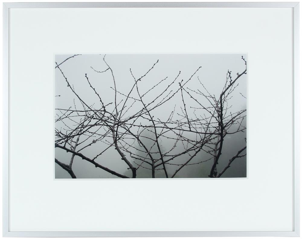 <I>Morello Cherry Tree on a Foggy Morning</I><br>Mendocino, California, 2010<br><br>GC0248