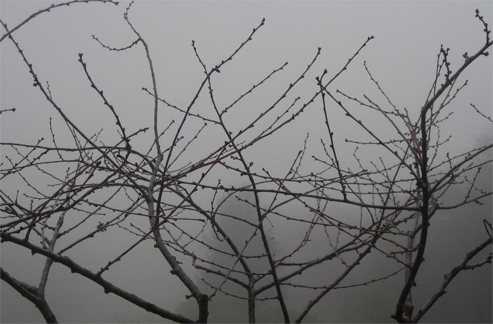 <I>Morello Cherry Tree on a Foggy Morning</I><br>Mendocino, California, 2010<br><br>GC0248
