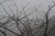 <I>Morello Cherry Tree on a Foggy Morning</I><br>Mendocino, California, 2010<br><br>GC0248